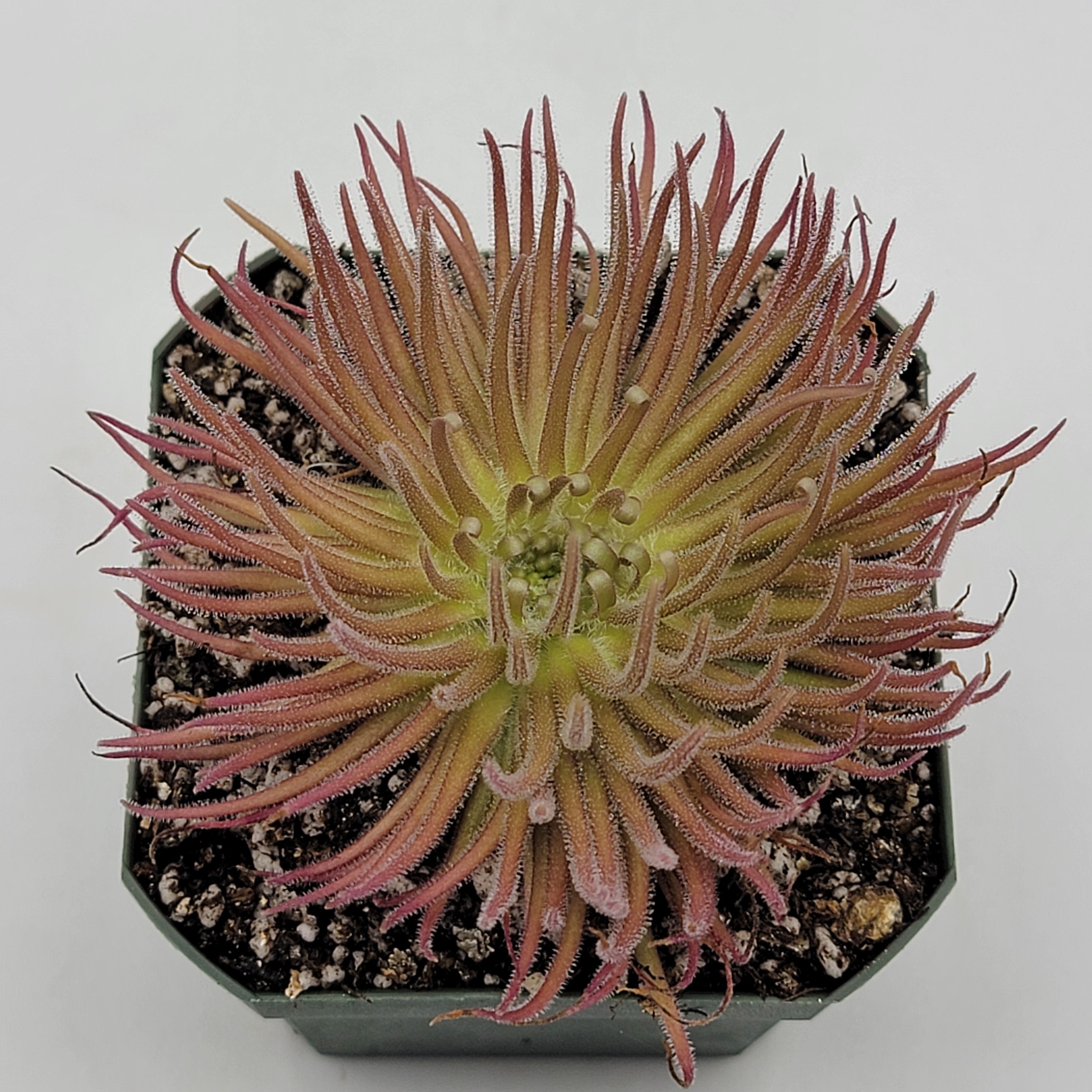 Pinguicula gypsicola {Buena Vista, San Luis Potosi, Mex} -Butterworts -Rainbow Carnivorous Plants LLC