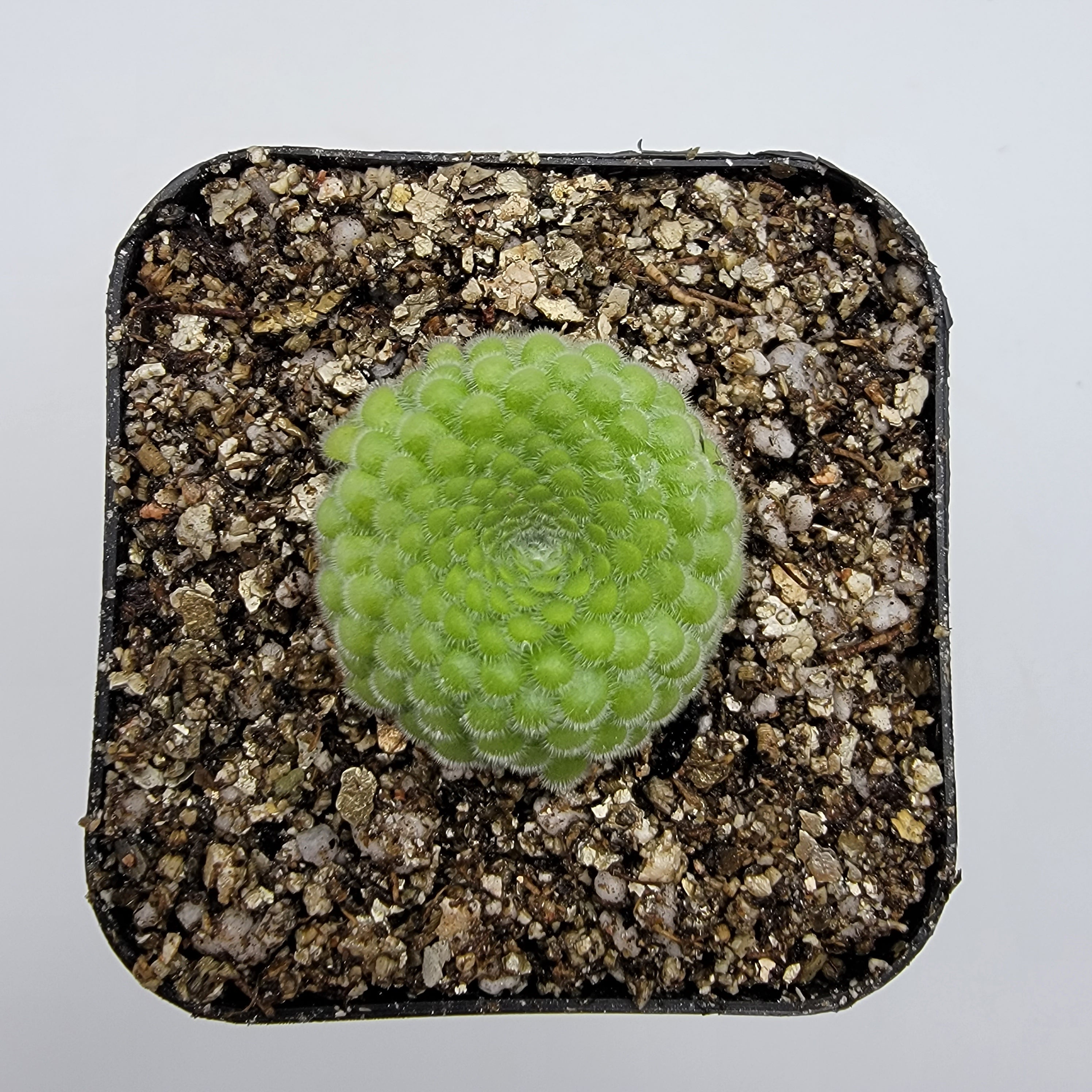 Pinguicula gypsicola {Buena Vista, San Luis Potosi, Mex} -Butterworts -Rainbow Carnivorous Plants LLC