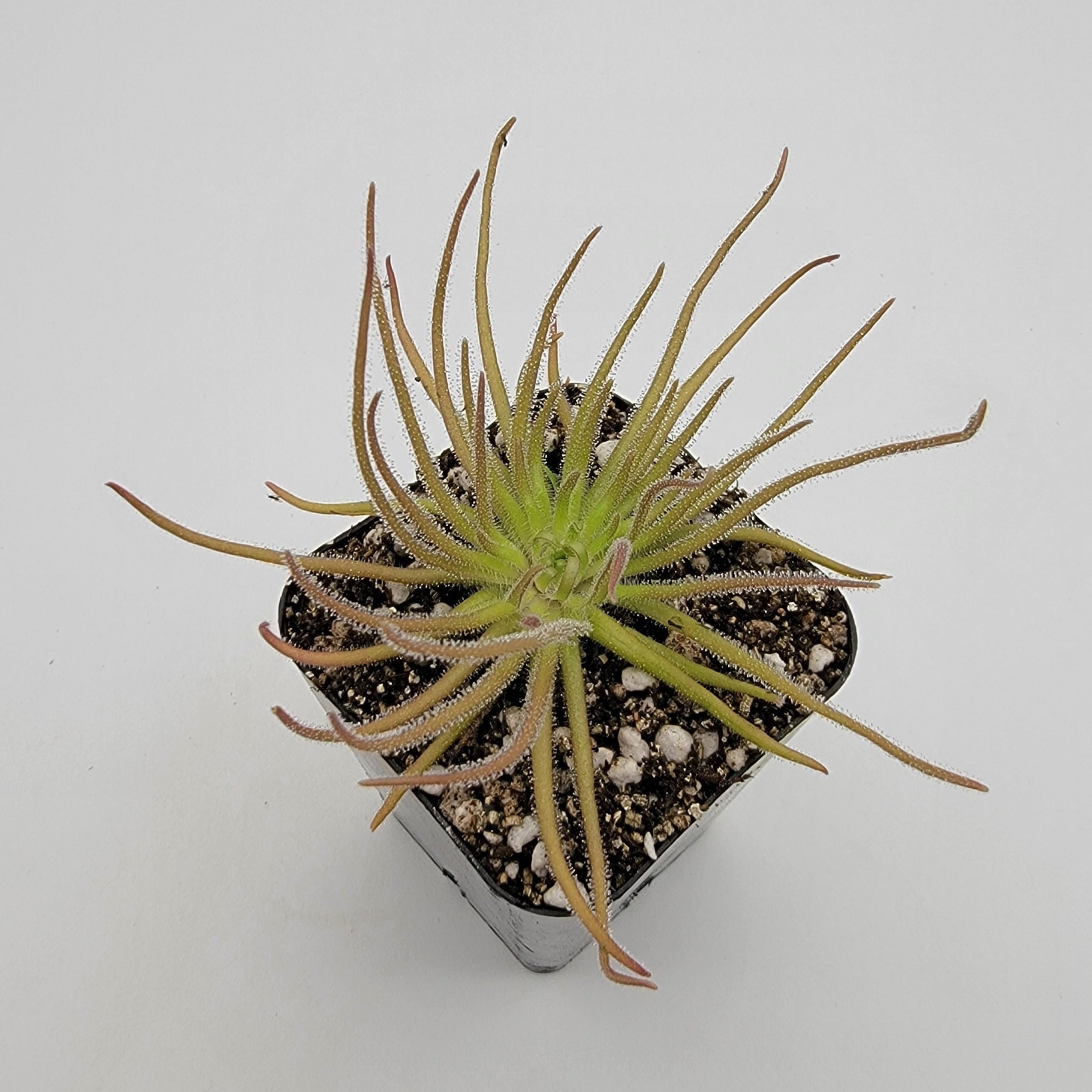 Pinguicula gypsicola {Buena Vista, San Luis Potosi, Mex} -Butterworts -Rainbow Carnivorous Plants LLC