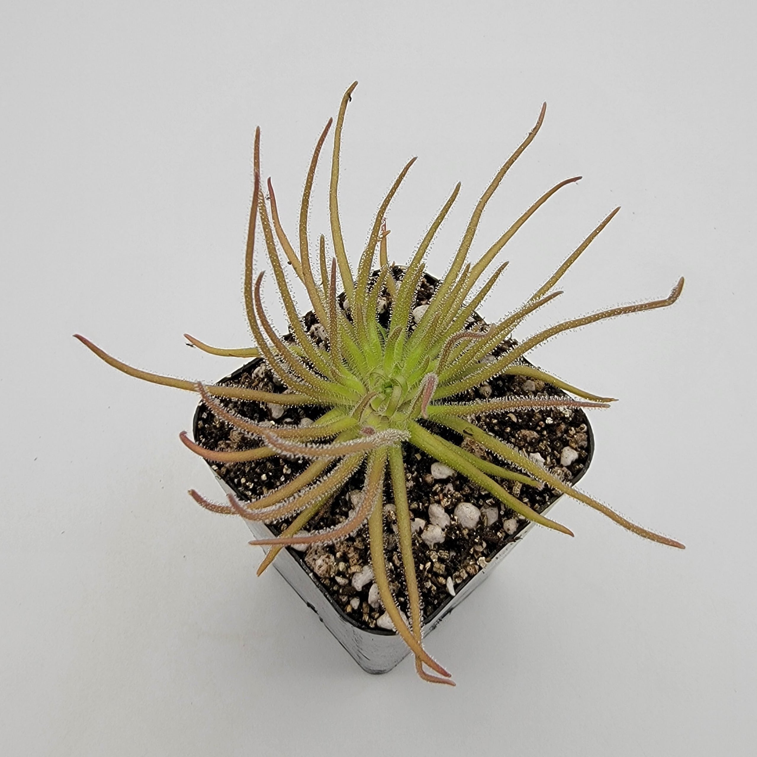 Pinguicula gypsicola {Buena Vista, San Luis Potosi, Mex} [Fungus gnat catcher]   -Live carnivorous plant- - Rainbow Carnivorous Plants LLC