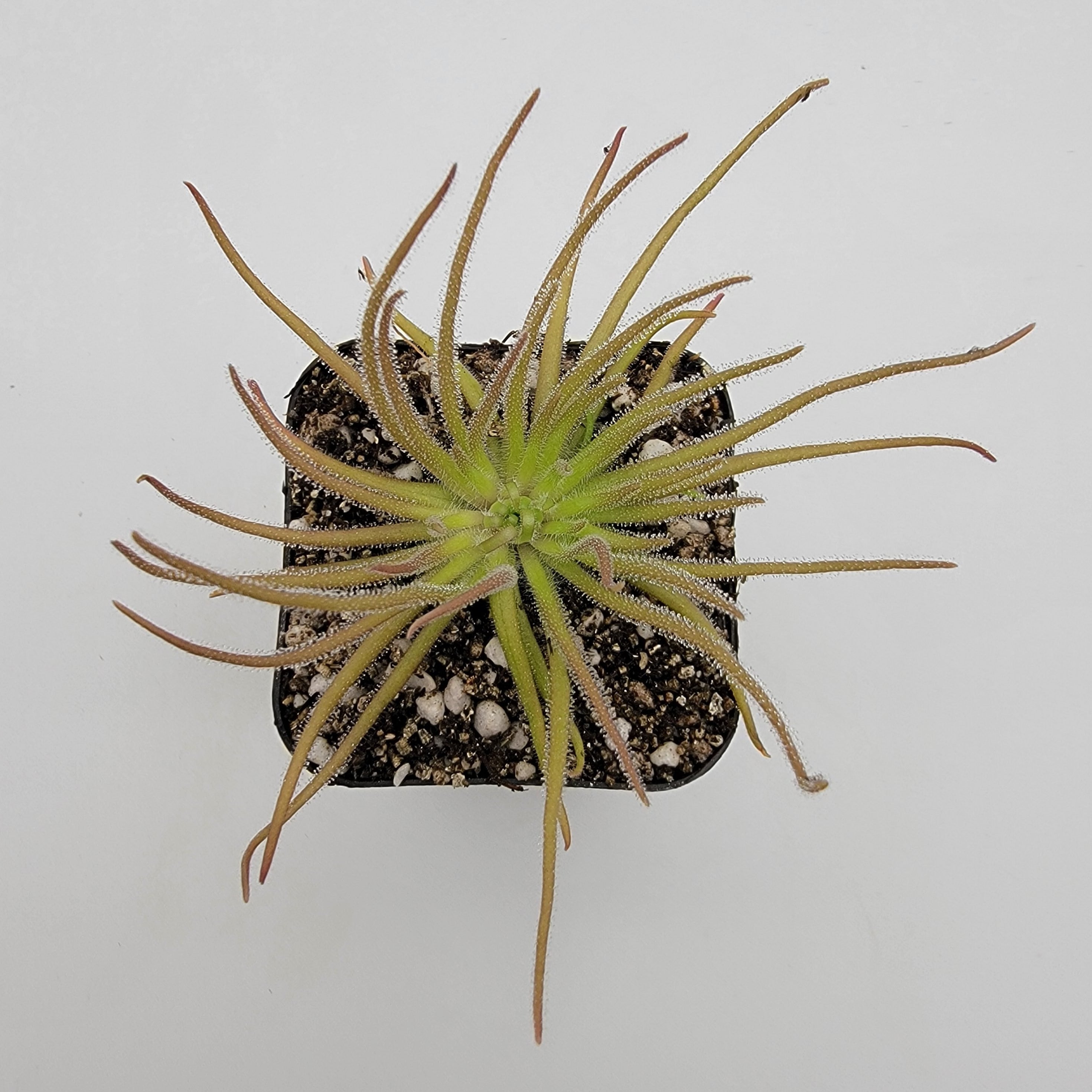 Pinguicula gypsicola {Buena Vista, San Luis Potosi, Mex} -Butterworts -Rainbow Carnivorous Plants LLC