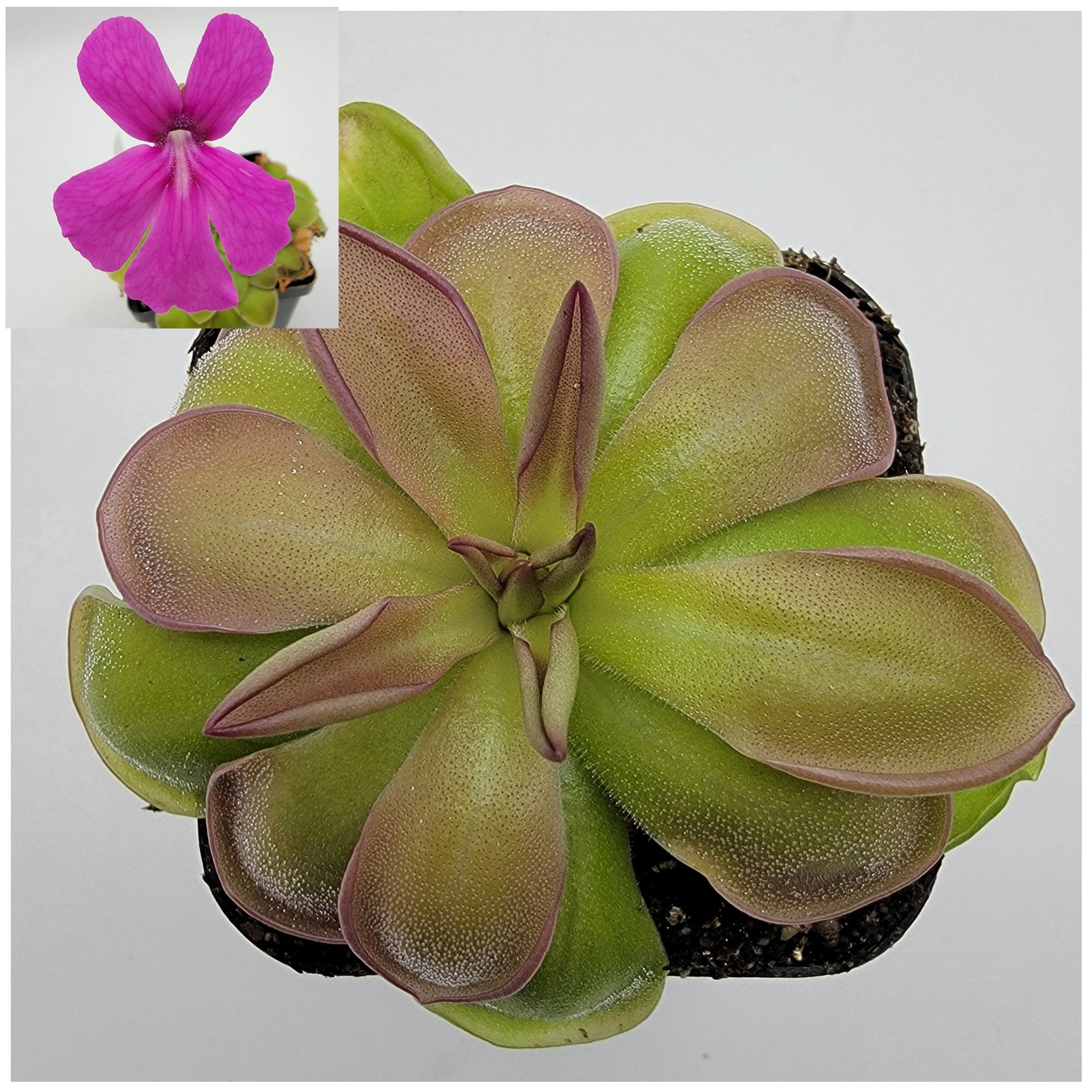 Pinguicula hemiepiphytica -Butterworts -Rainbow Carnivorous Plants LLC