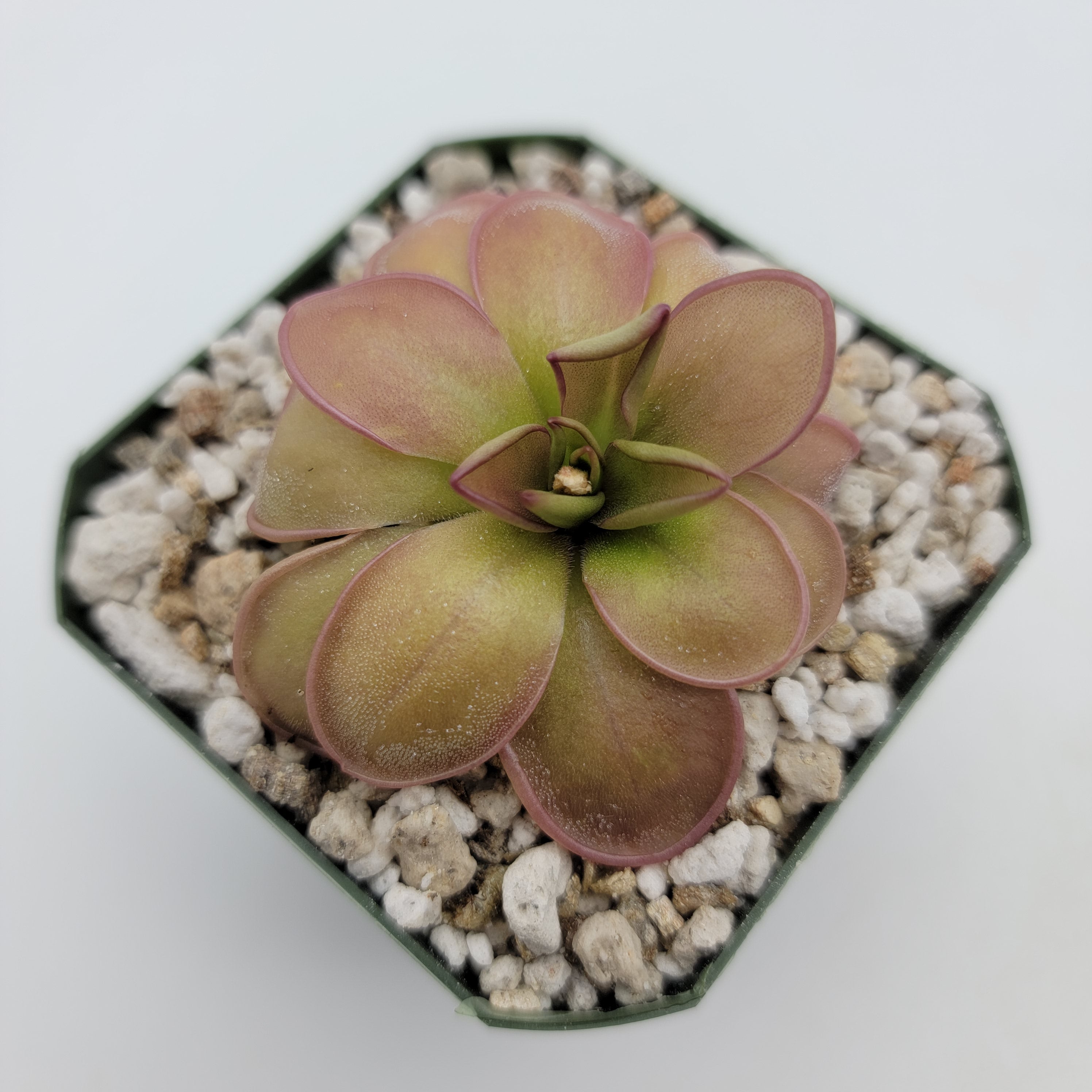 Pinguicula hemiepiphytica -Butterworts -Rainbow Carnivorous Plants LLC