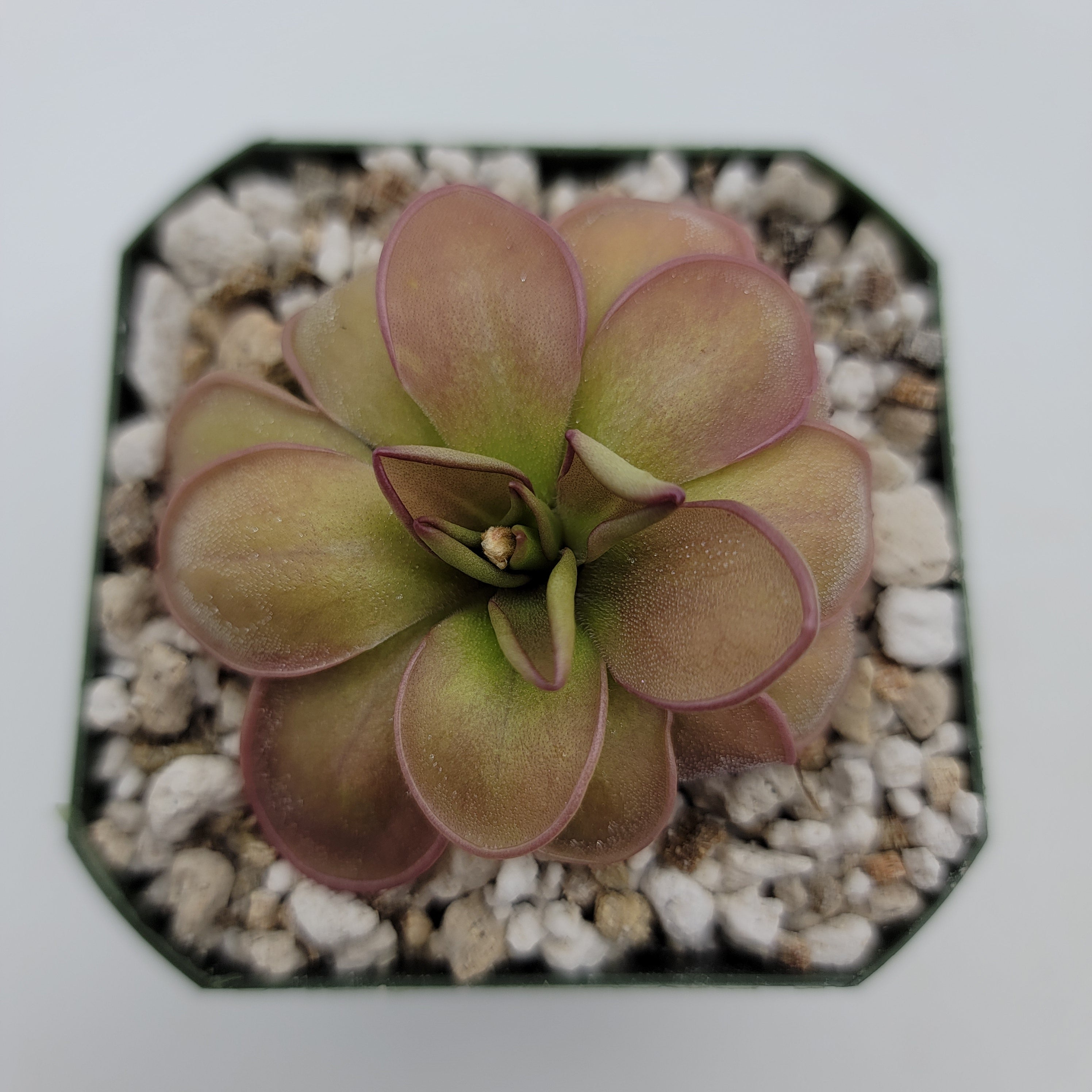 Pinguicula hemiepiphytica -Butterworts -Rainbow Carnivorous Plants LLC