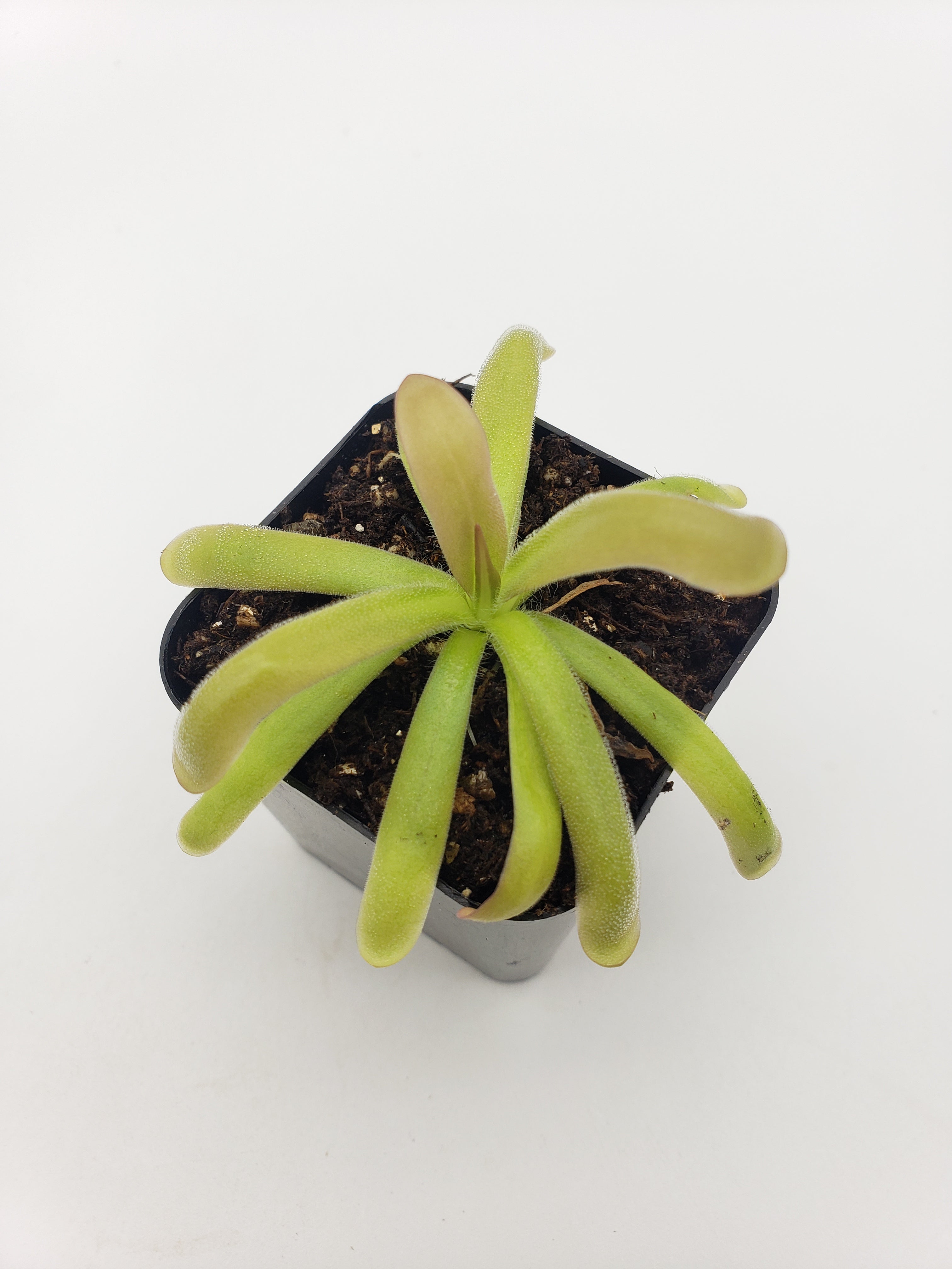 Pinguicula hemiepiphytica x moctezumae -Butterworts -Rainbow Carnivorous Plants LLC