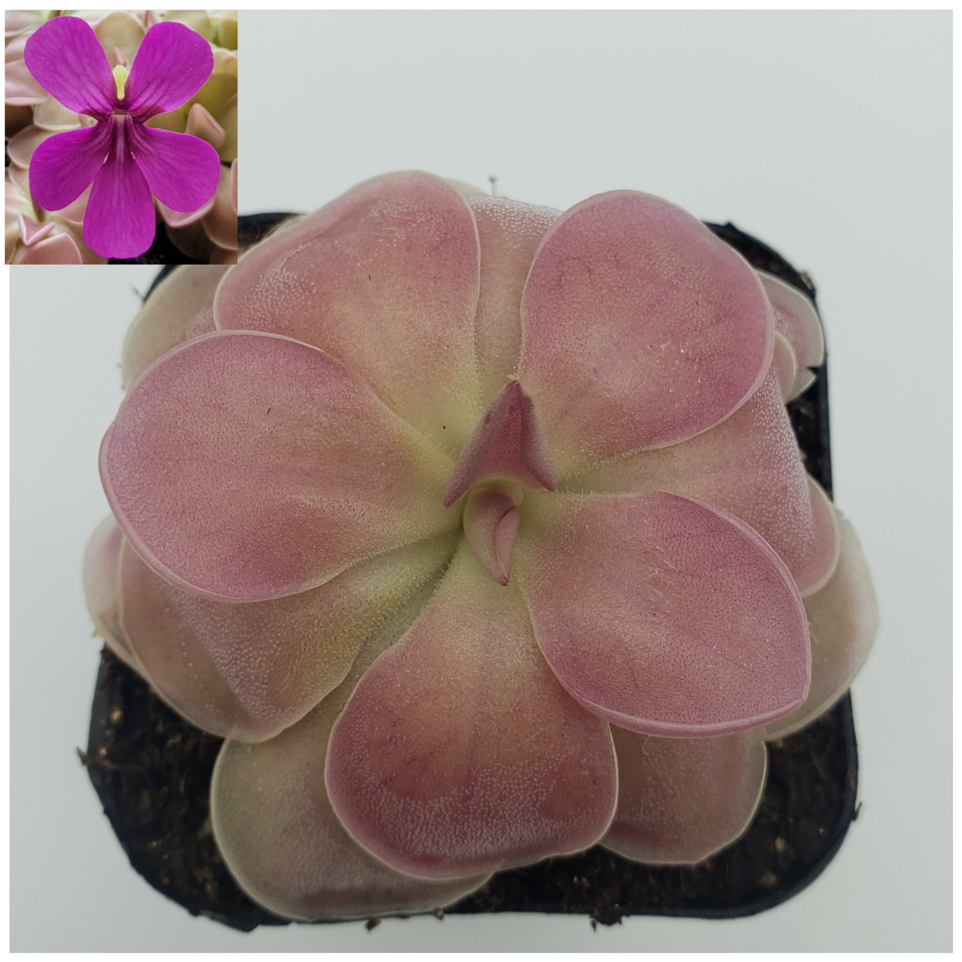 Pinguicula 'Kewensis' -Butterworts -Rainbow Carnivorous Plants LLC