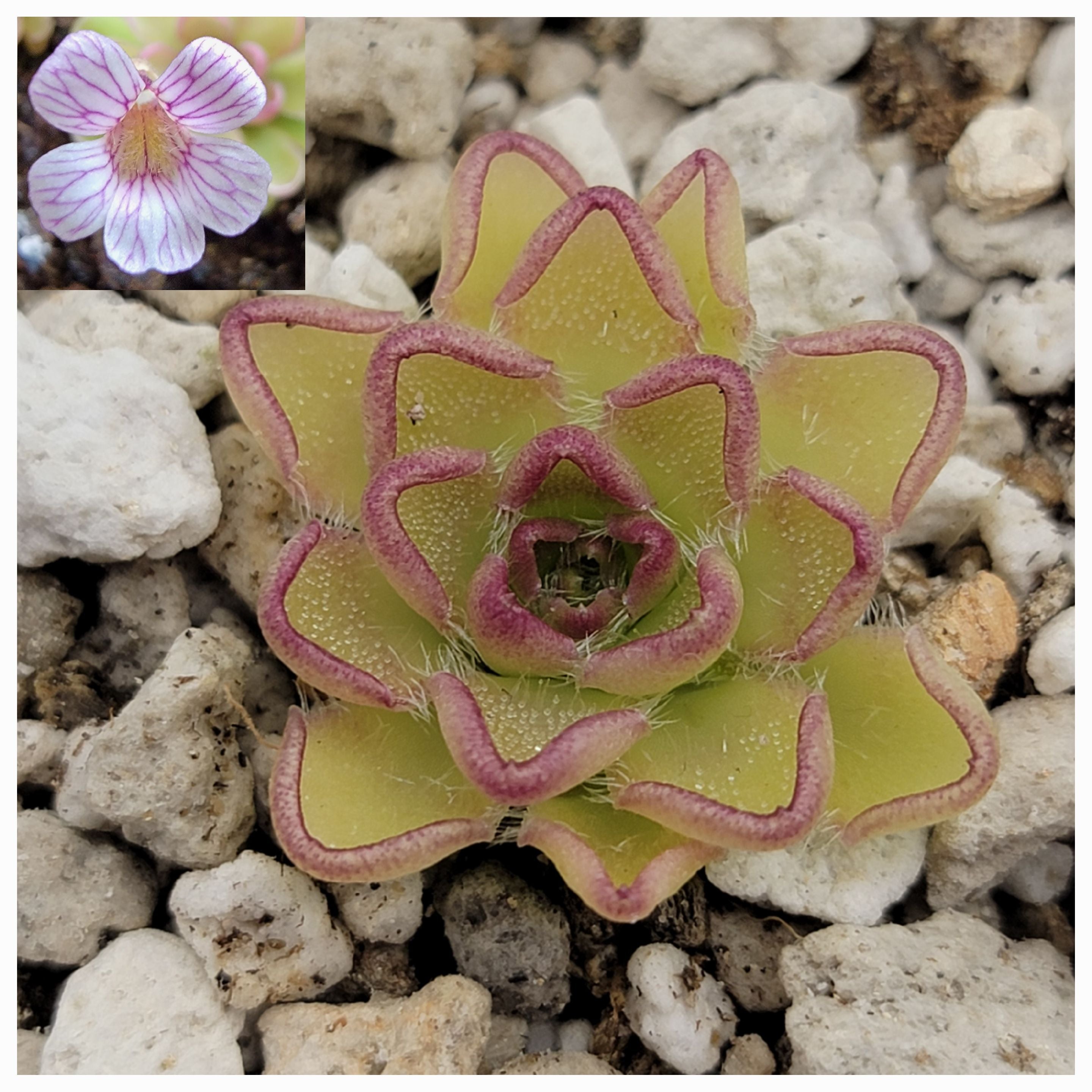 Pinguicula kondoi -Butterworts -Rainbow Carnivorous Plants LLC