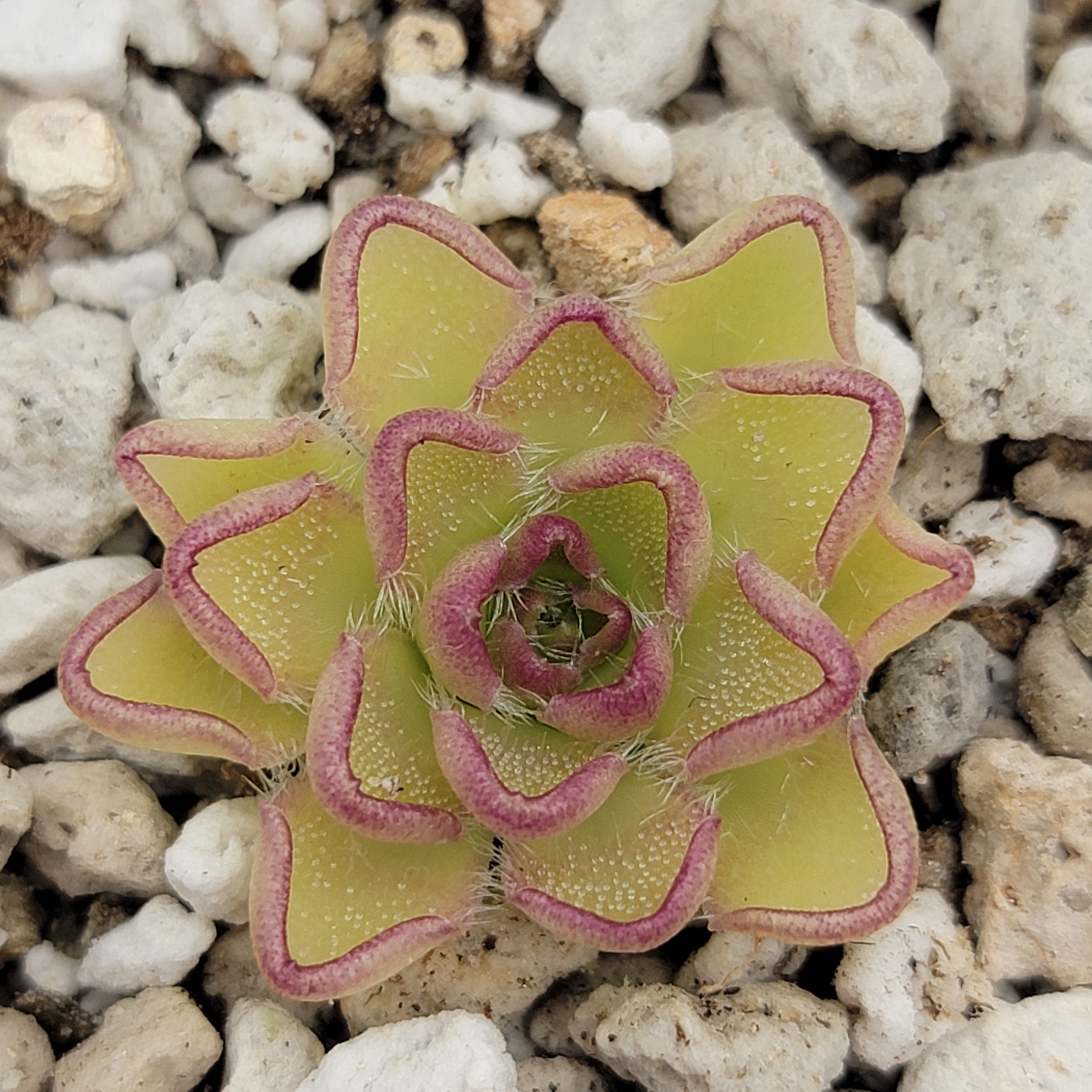 Pinguicula kondoi -Butterworts -Rainbow Carnivorous Plants LLC