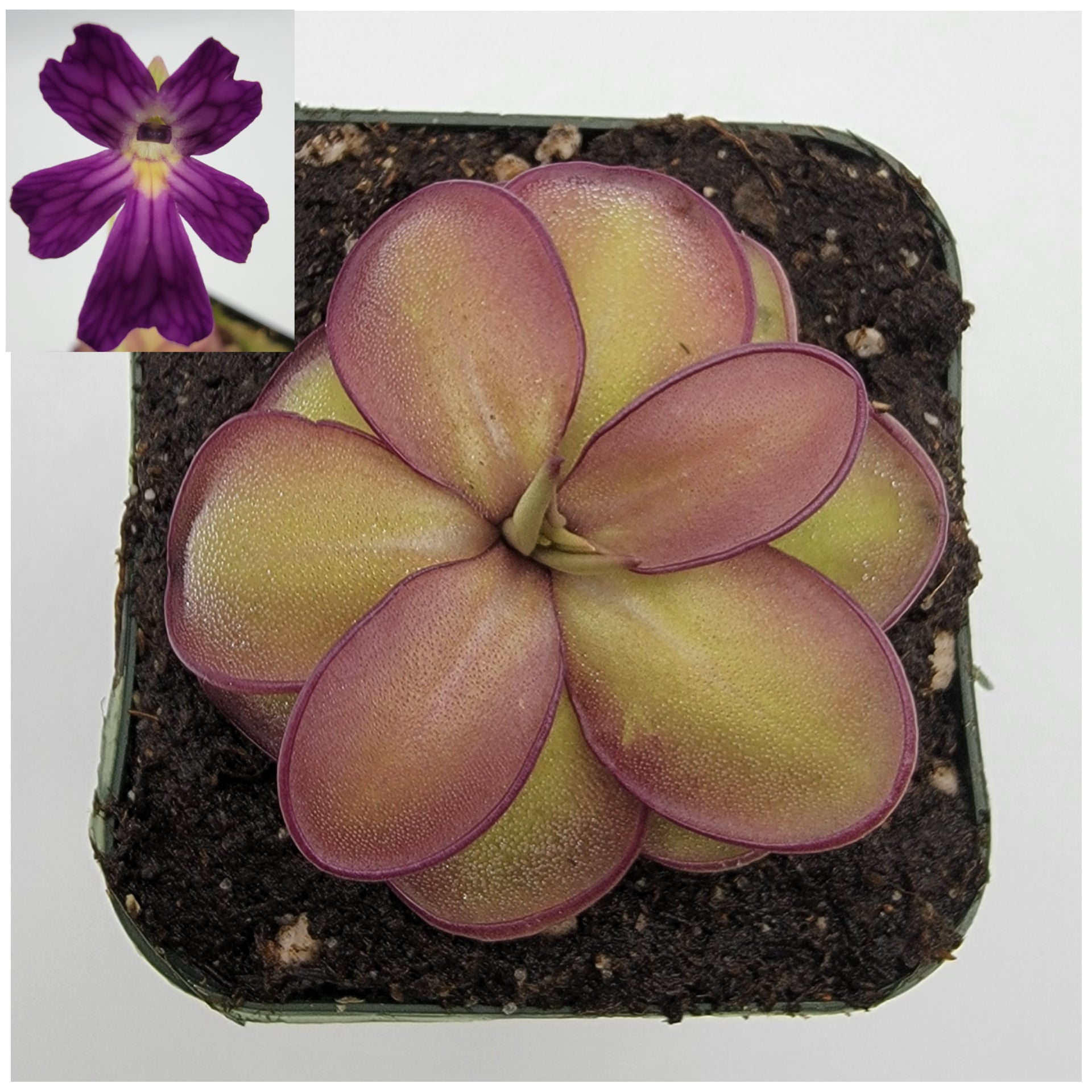Pinguicula laueana CP2 x emarginata -Butterworts -Rainbow Carnivorous Plants LLC