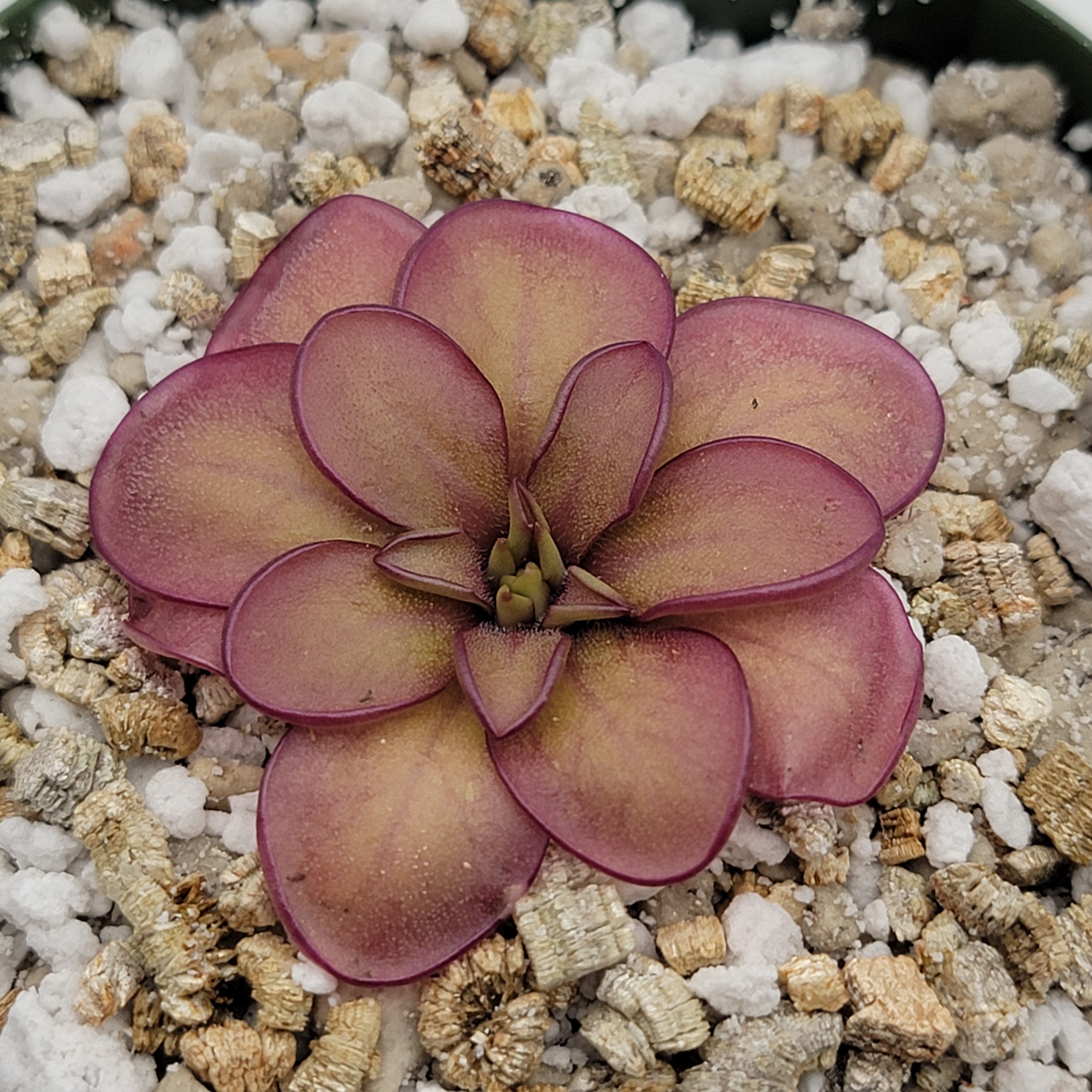 Pinguicula laueana CP2 x emarginata -Butterworts -Rainbow Carnivorous Plants LLC