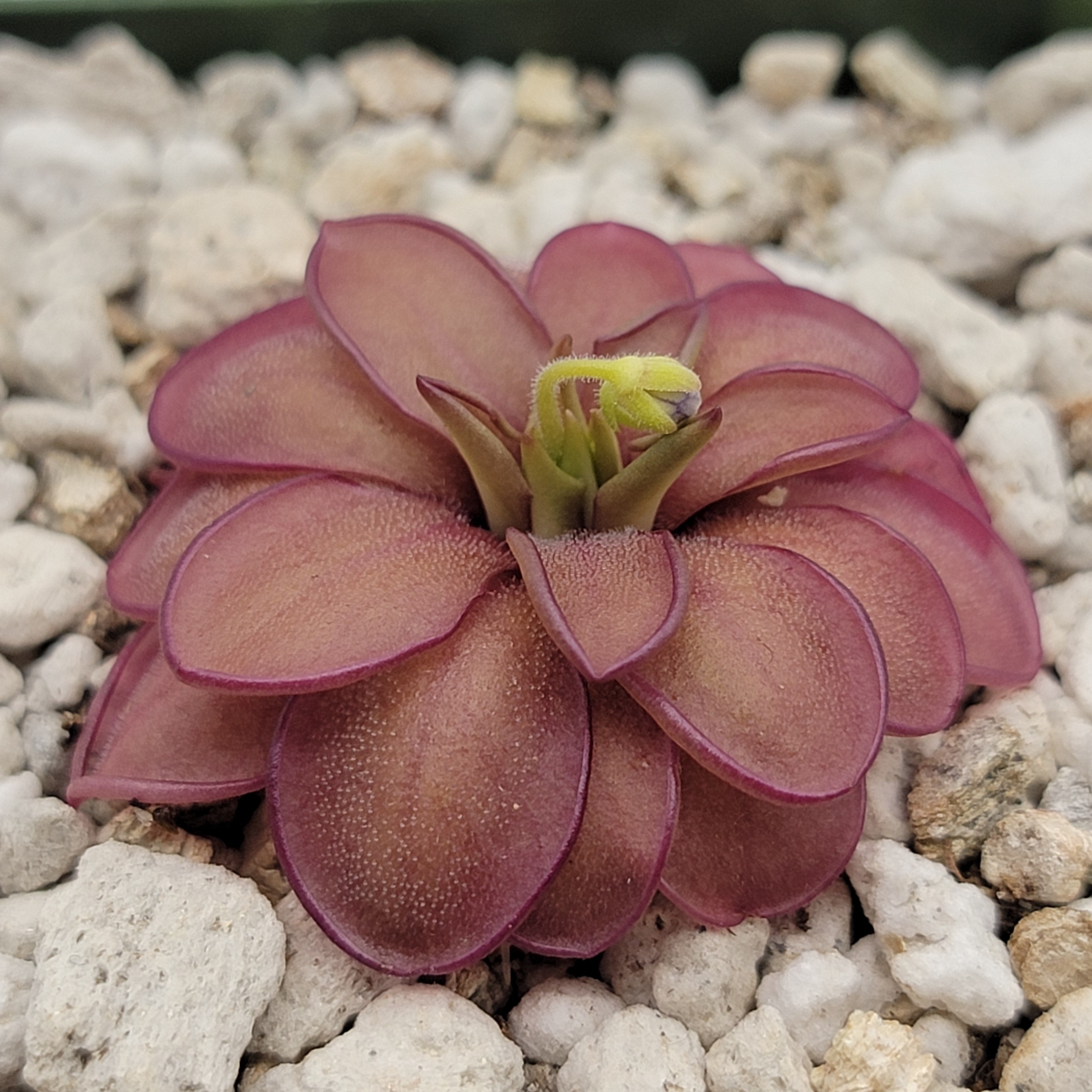 Pinguicula laueana CP2 x emarginata -Butterworts -Rainbow Carnivorous Plants LLC