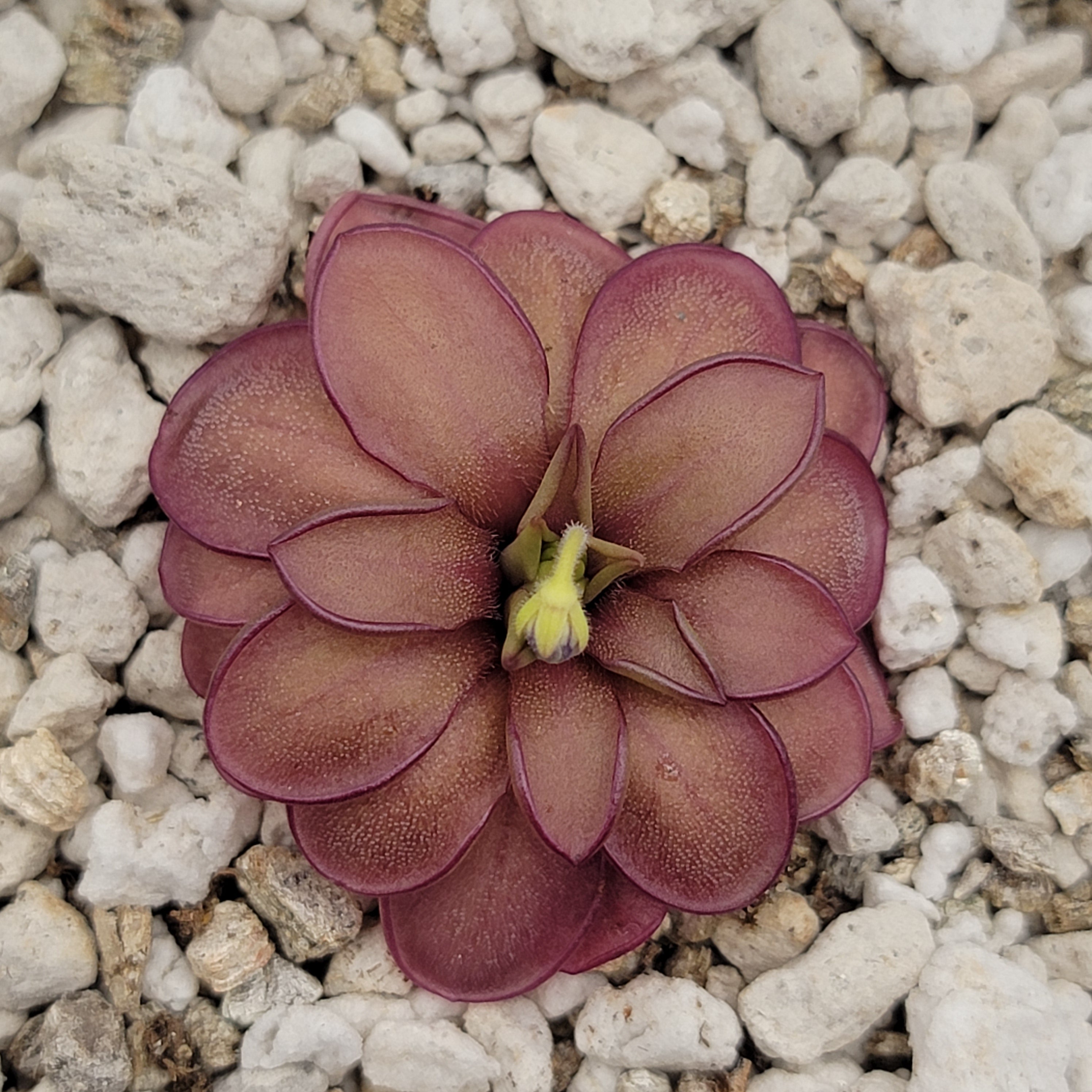 Pinguicula laueana CP2 x emarginata -Butterworts -Rainbow Carnivorous Plants LLC
