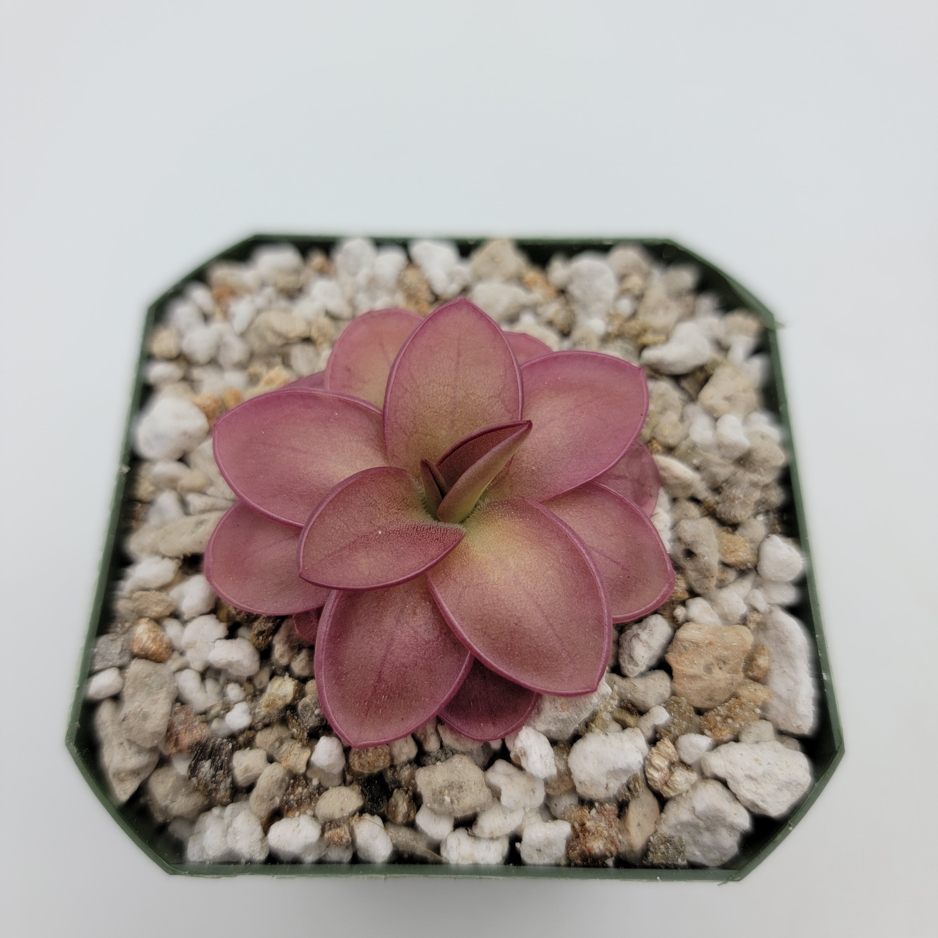Pinguicula laueana -Butterworts -Rainbow Carnivorous Plants LLC