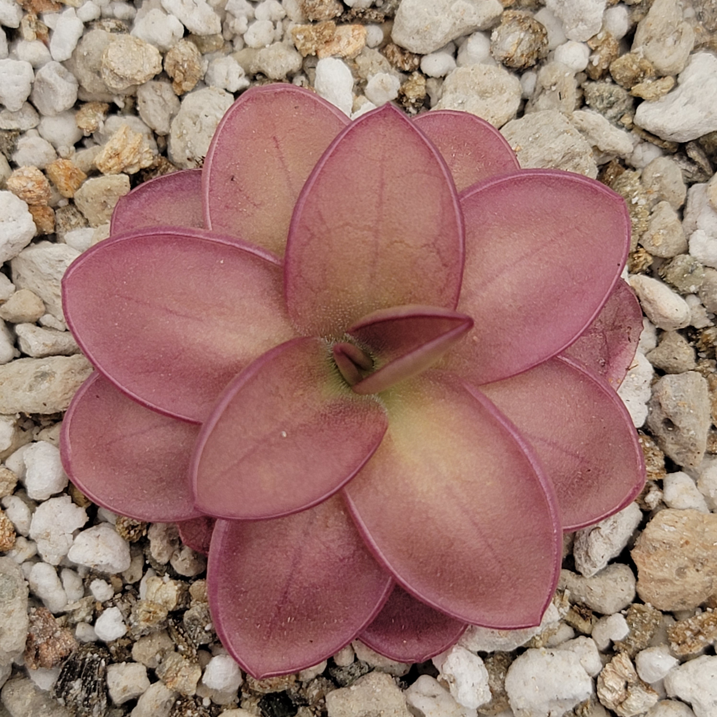 Pinguicula laueana [Fungus gnat catcher]   -Live carnivorous plant- - Rainbow Carnivorous Plants LLC