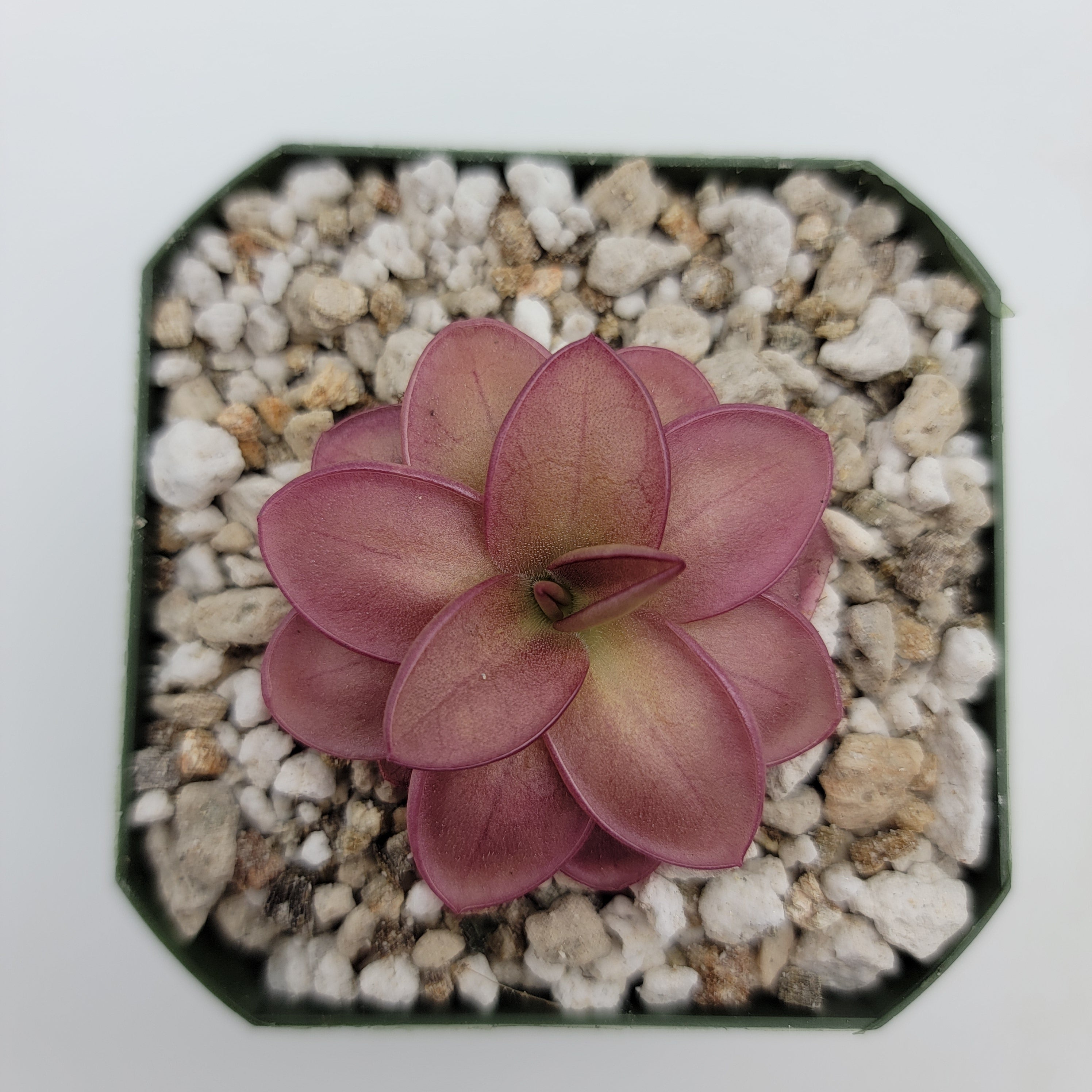 Pinguicula laueana -Butterworts -Rainbow Carnivorous Plants LLC