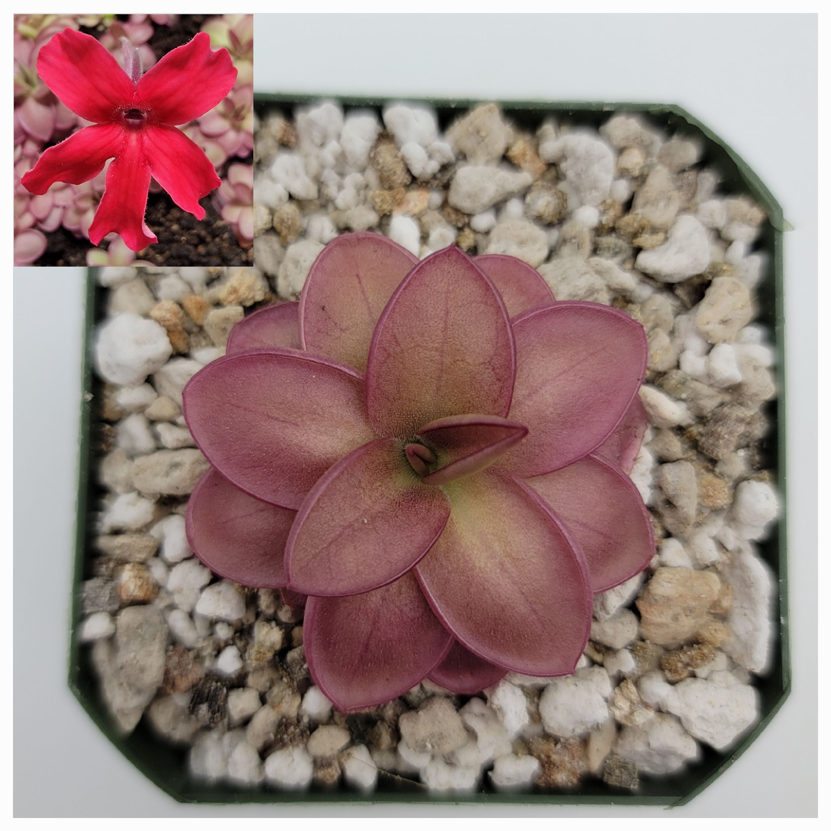 Pinguicula laueana -Butterworts -Rainbow Carnivorous Plants LLC