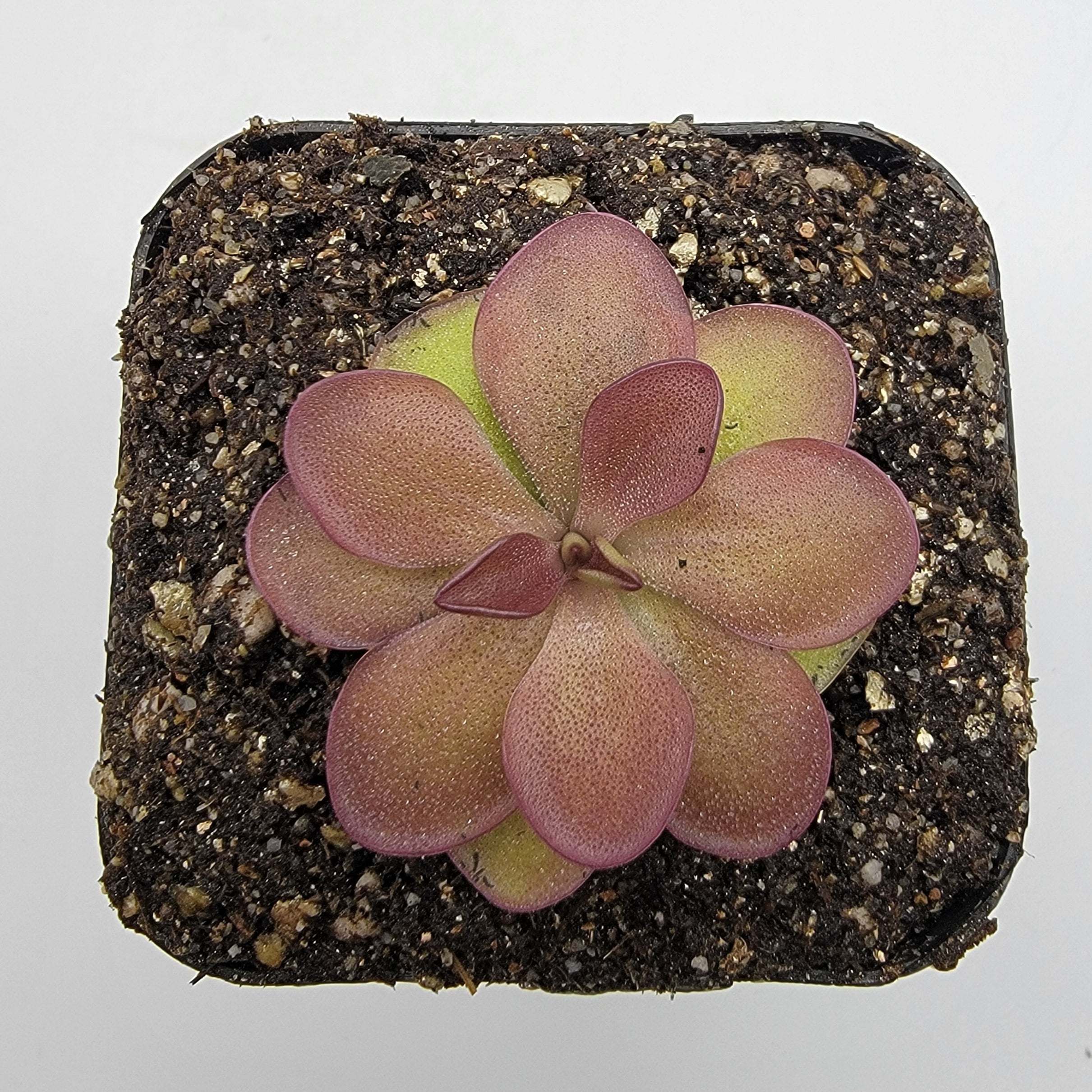 Pinguicula laueana {undulate geranium flower} -Butterworts -Rainbow Carnivorous Plants LLC