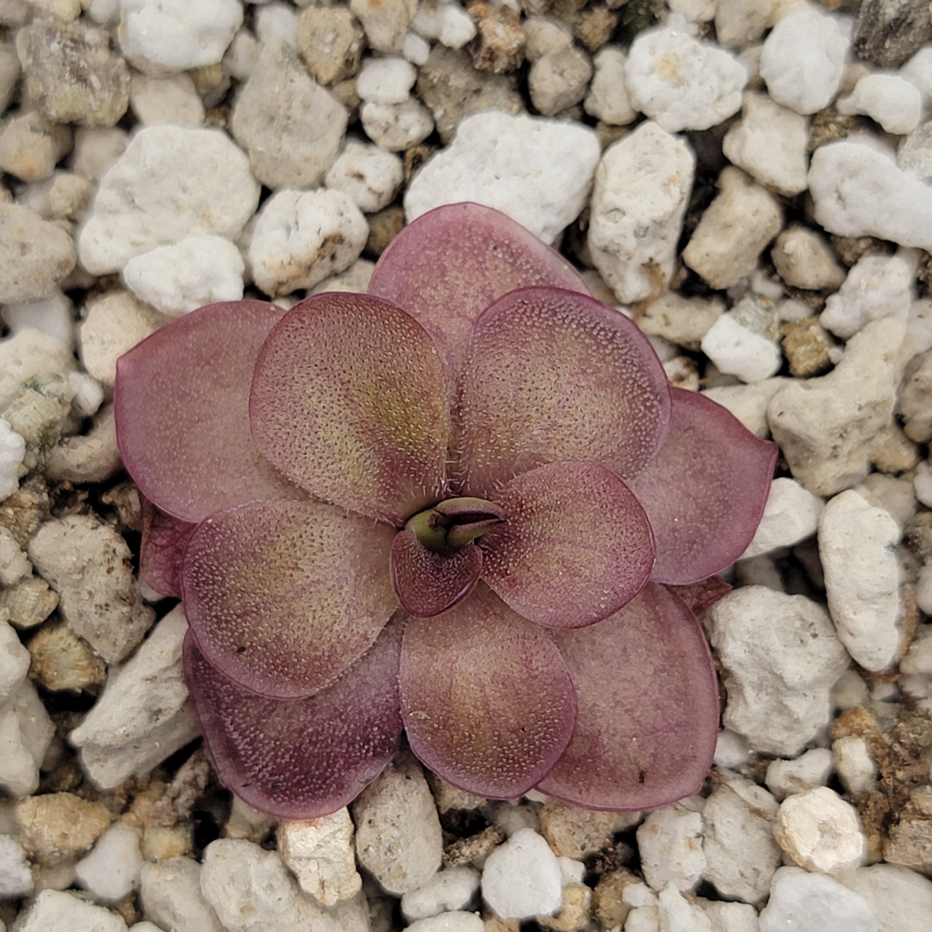 Pinguicula laueana {undulate geranium flower} -Butterworts -Rainbow Carnivorous Plants LLC