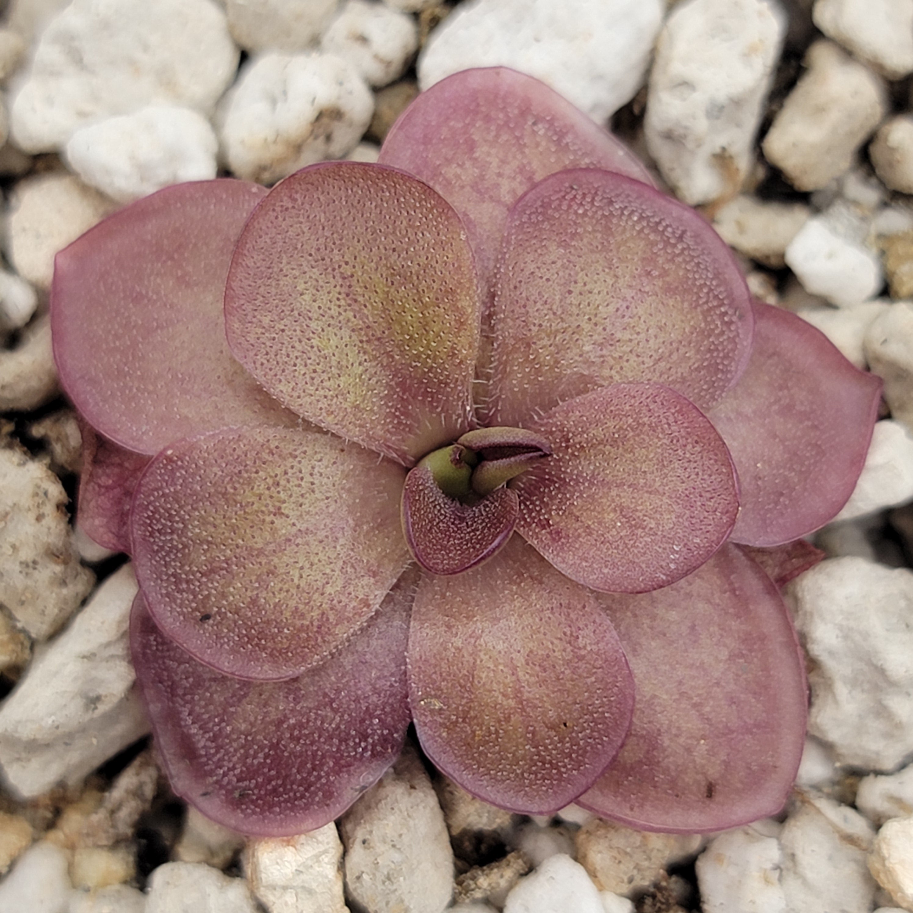 Pinguicula laueana {undulate geranium flower} -Butterworts -Rainbow Carnivorous Plants LLC