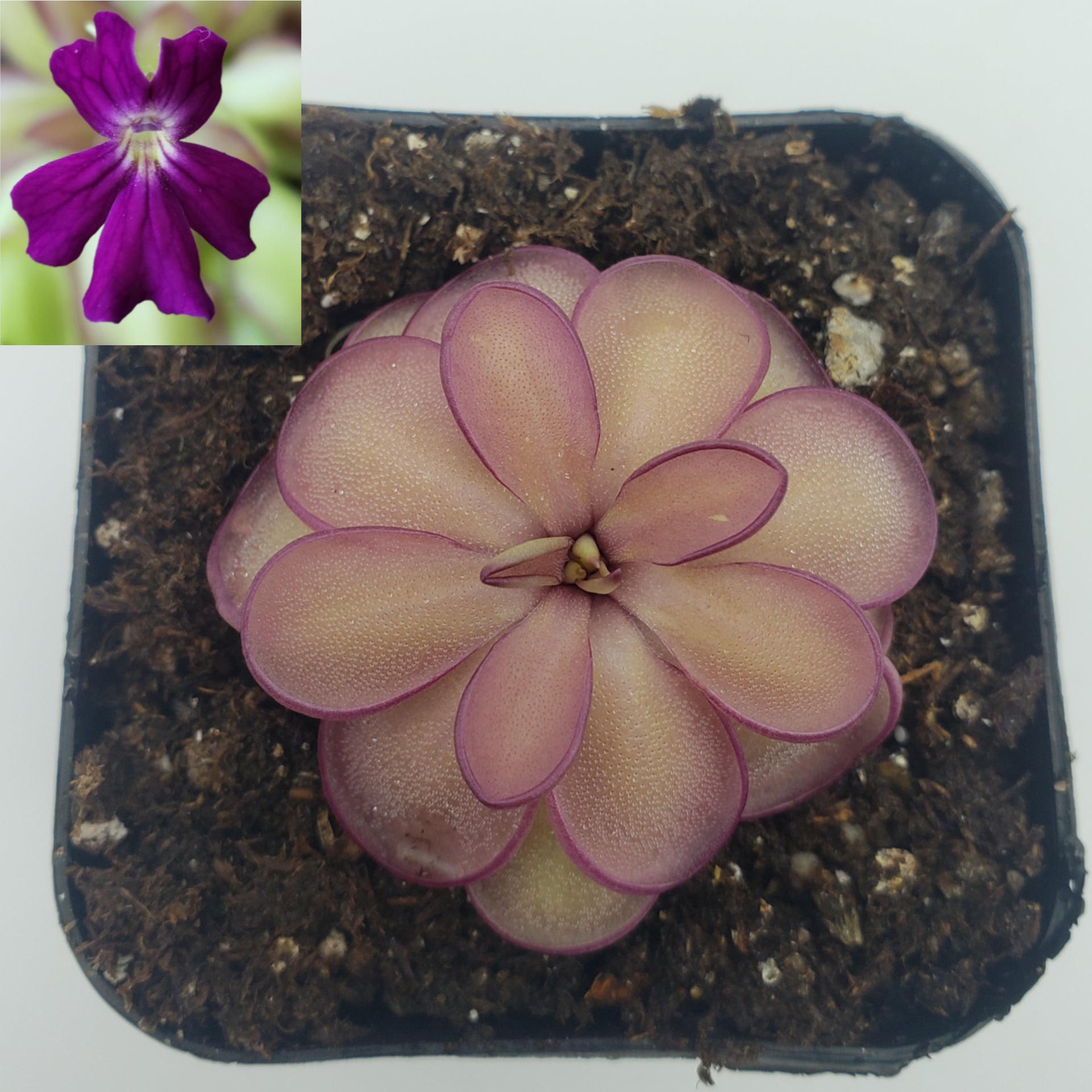 Pinguicula laueana x emarginata [Fungus gnat catcher]   -Live carnivorous plant- - Rainbow Carnivorous Plants LLC