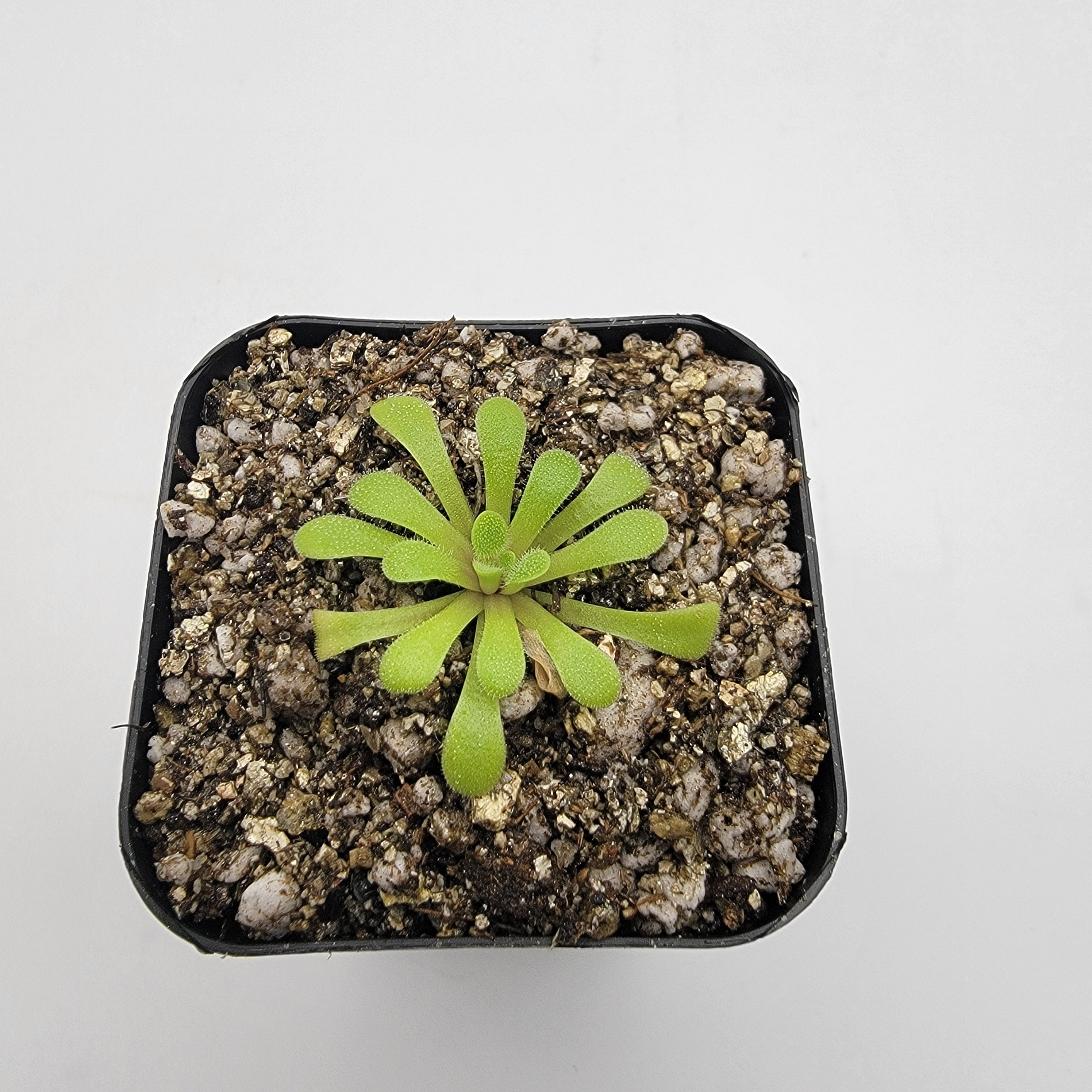 Pinguicula laxifolia -Butterworts -Rainbow Carnivorous Plants LLC