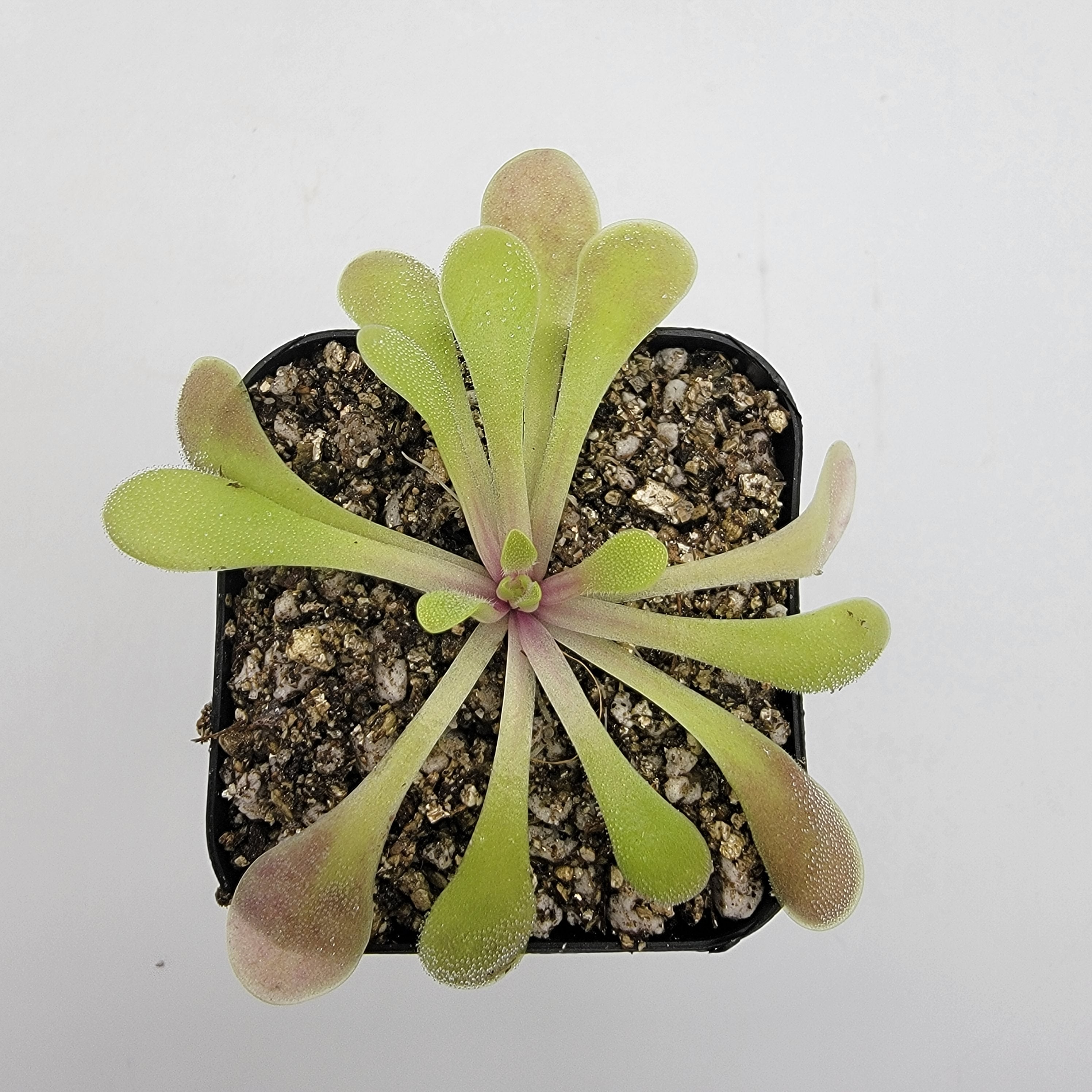 Pinguicula laxifolia -Butterworts -Rainbow Carnivorous Plants LLC