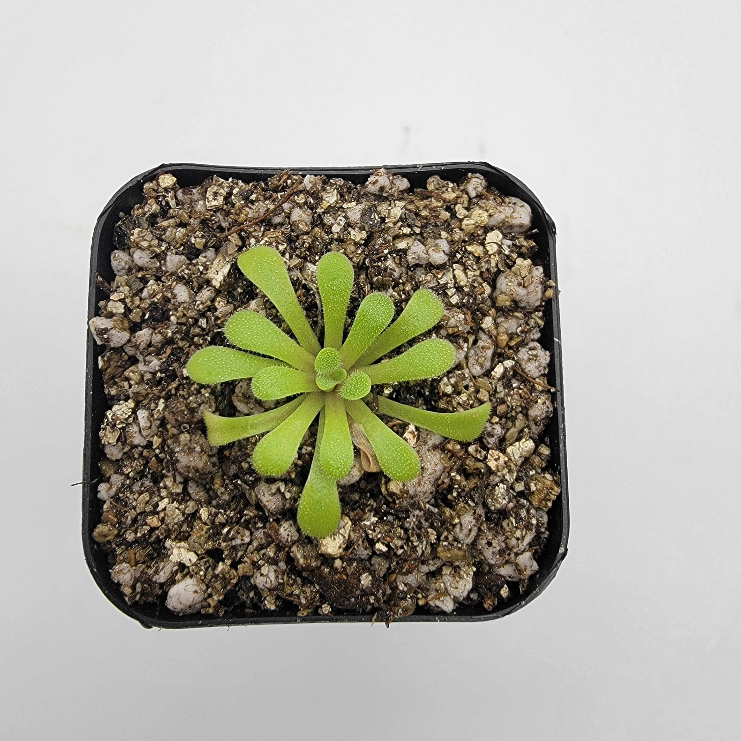 Pinguicula laxifolia -Butterworts -Rainbow Carnivorous Plants LLC
