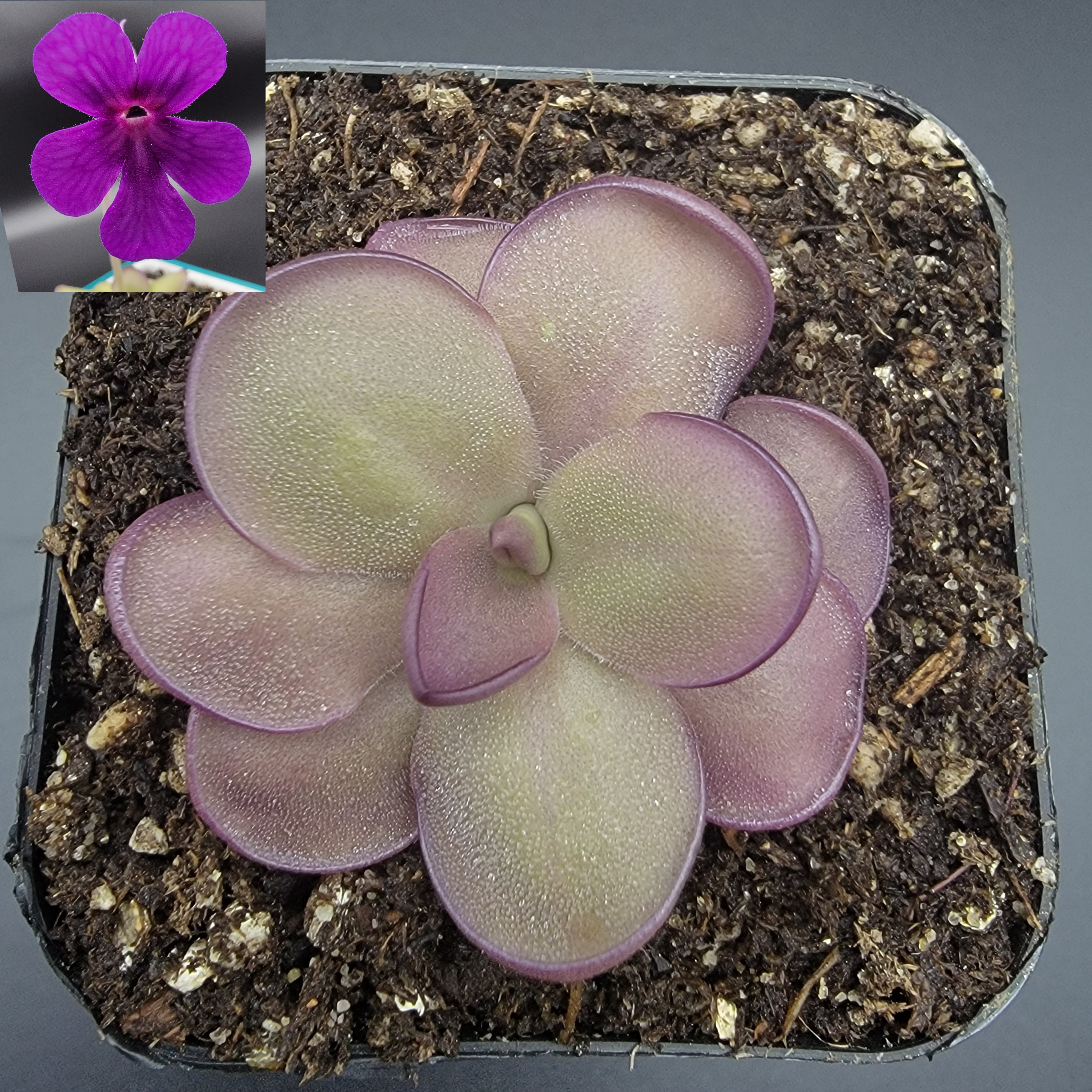 Pinguicula "Leilani" -Butterwort- -Butterworts -Rainbow Carnivorous Plants LLC