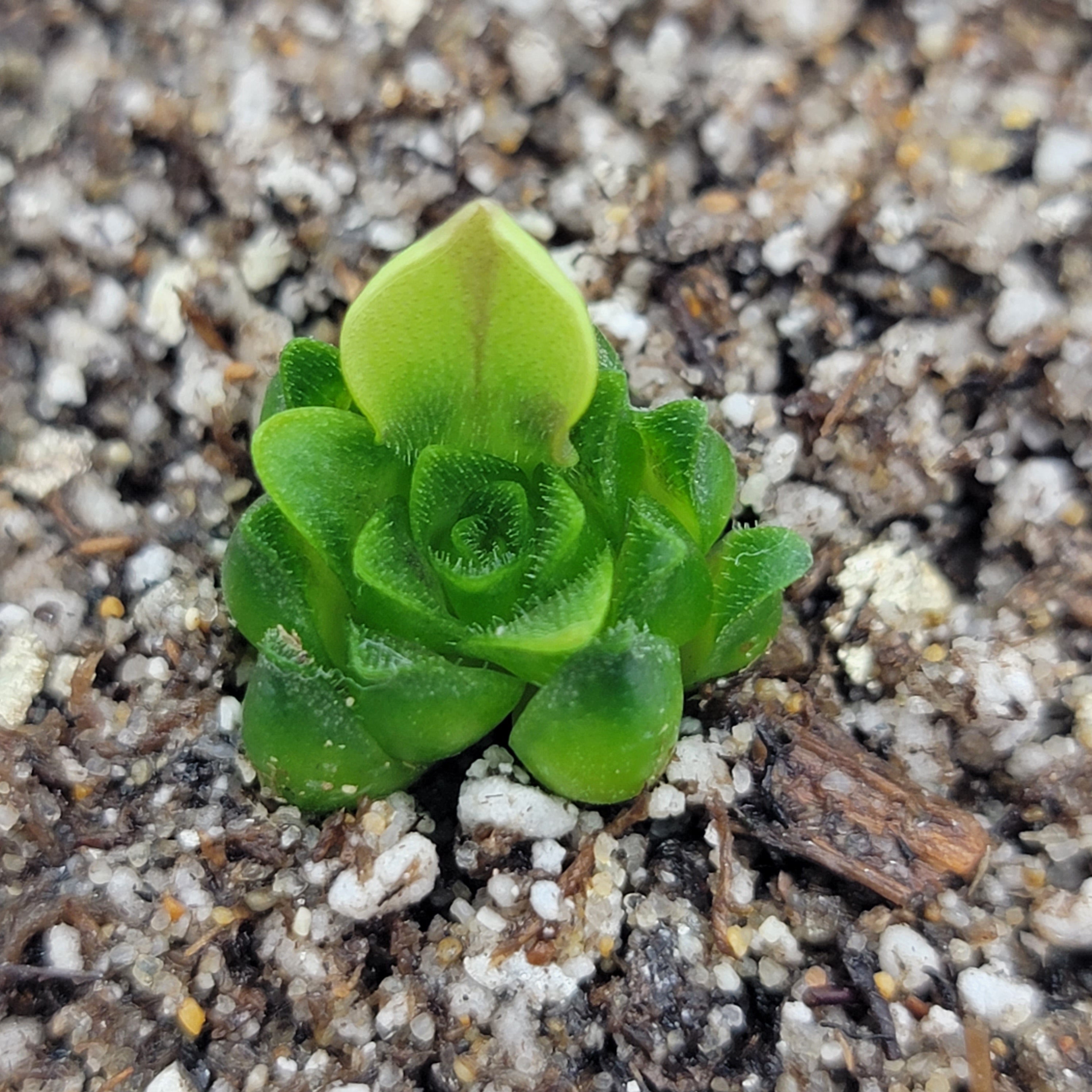 Pinguicula macrophylla -Butterworts -Rainbow Carnivorous Plants LLC