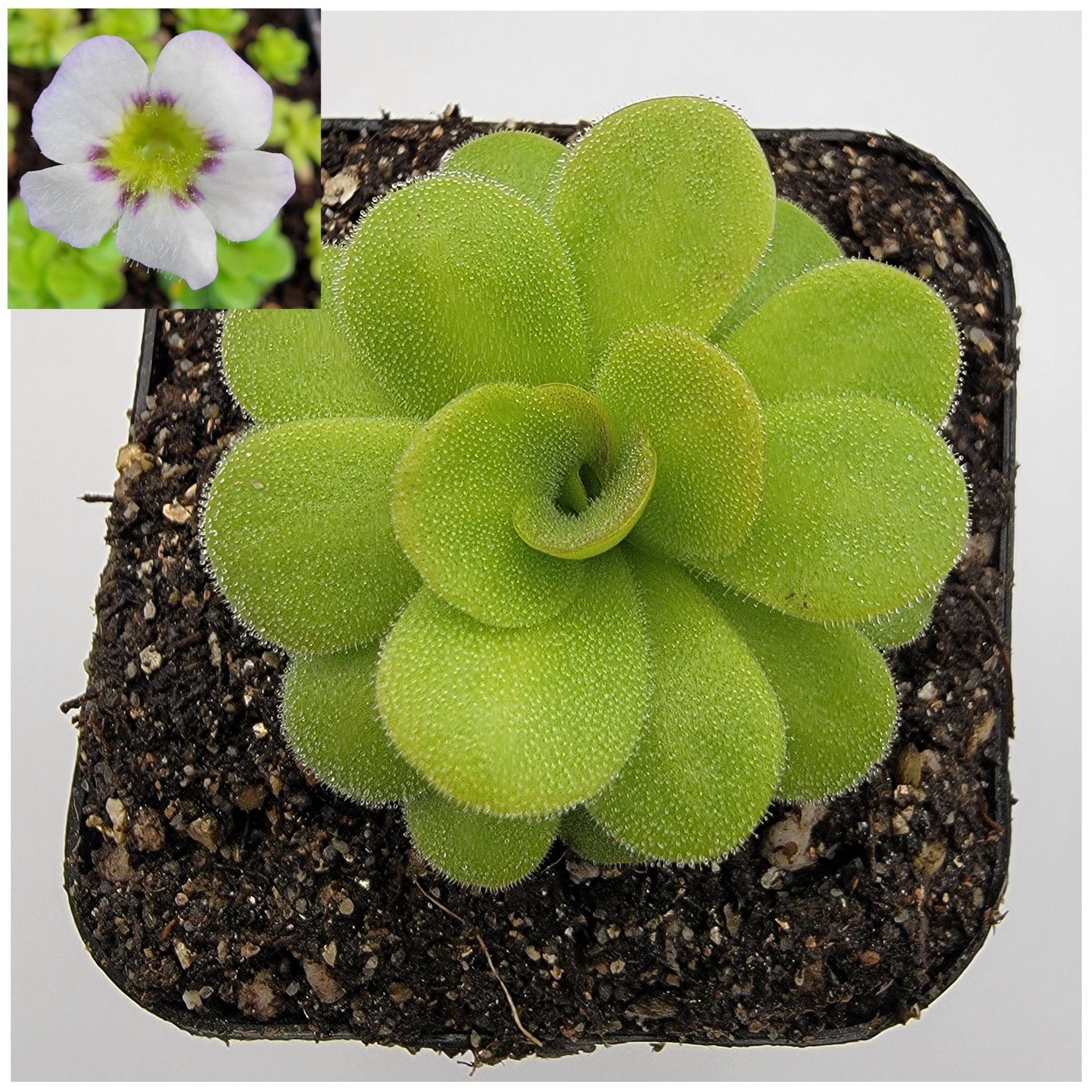 Pinguicula martinezii -Butterworts -Rainbow Carnivorous Plants LLC