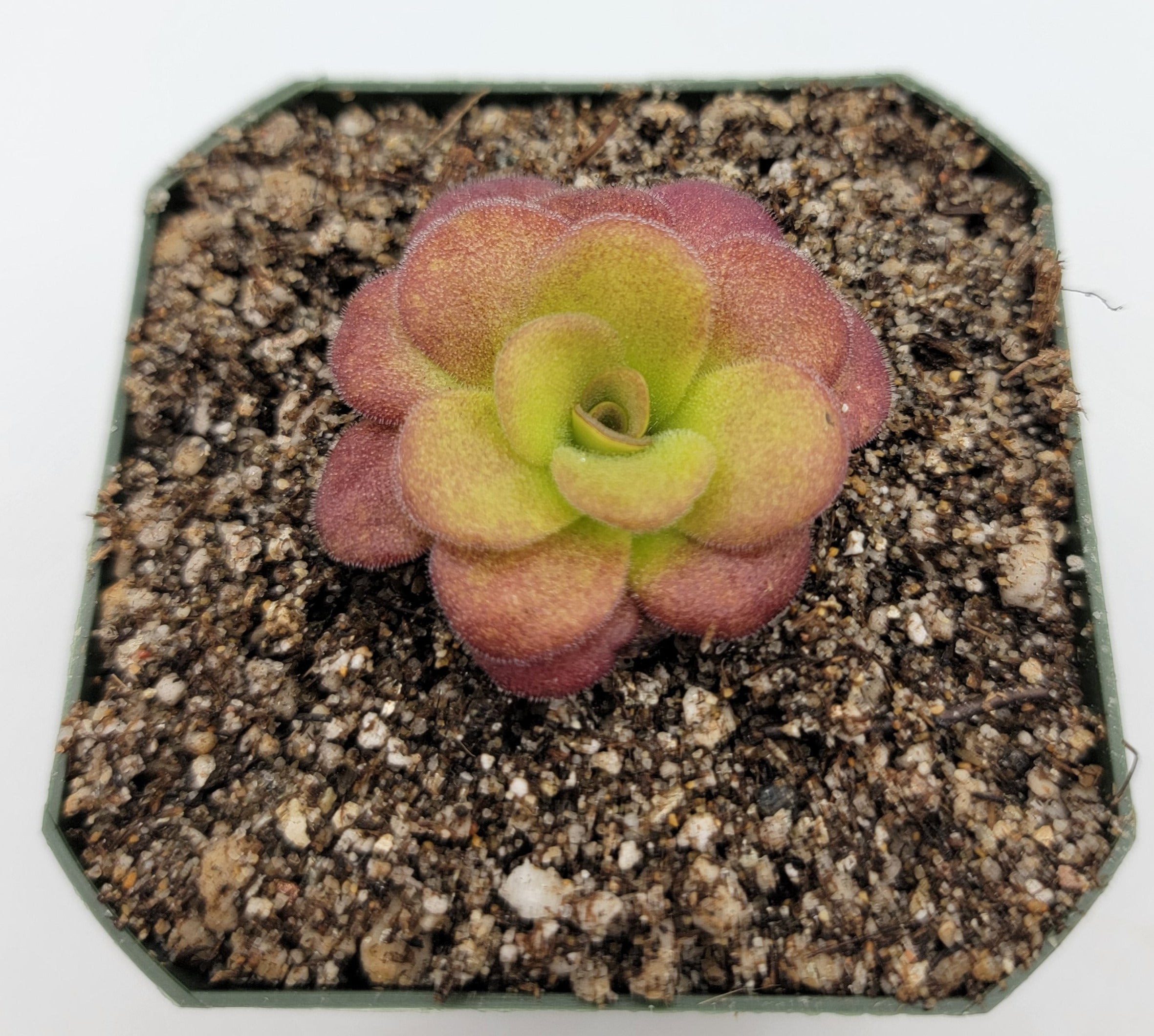Pinguicula martinezii -Butterworts -Rainbow Carnivorous Plants LLC