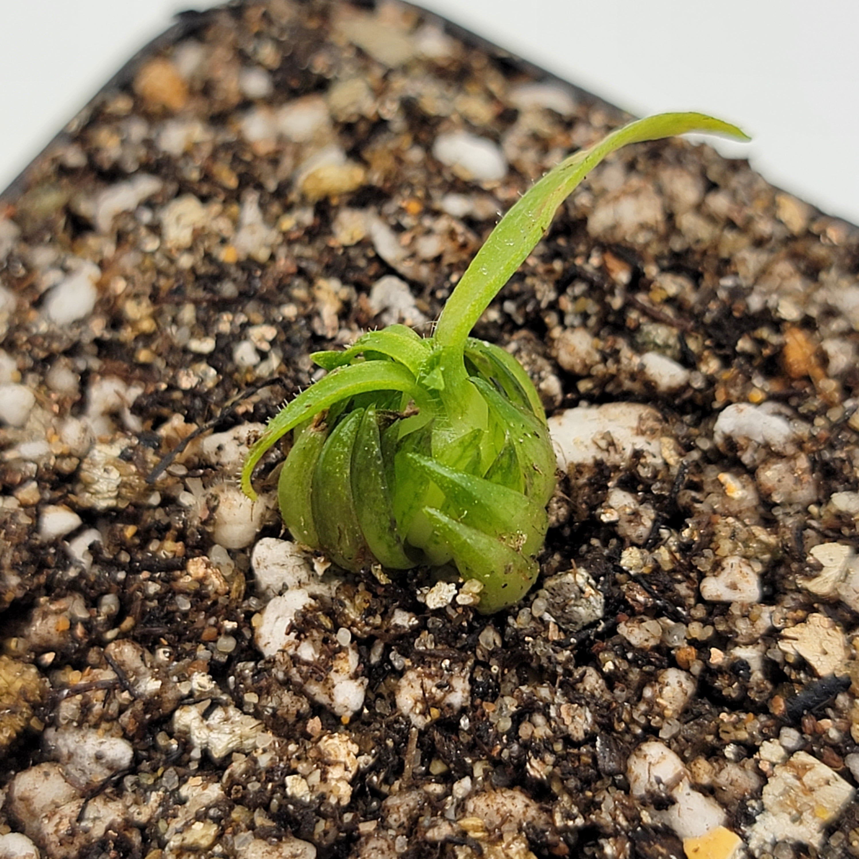 Pinguicula medusina -Butterworts -Rainbow Carnivorous Plants LLC