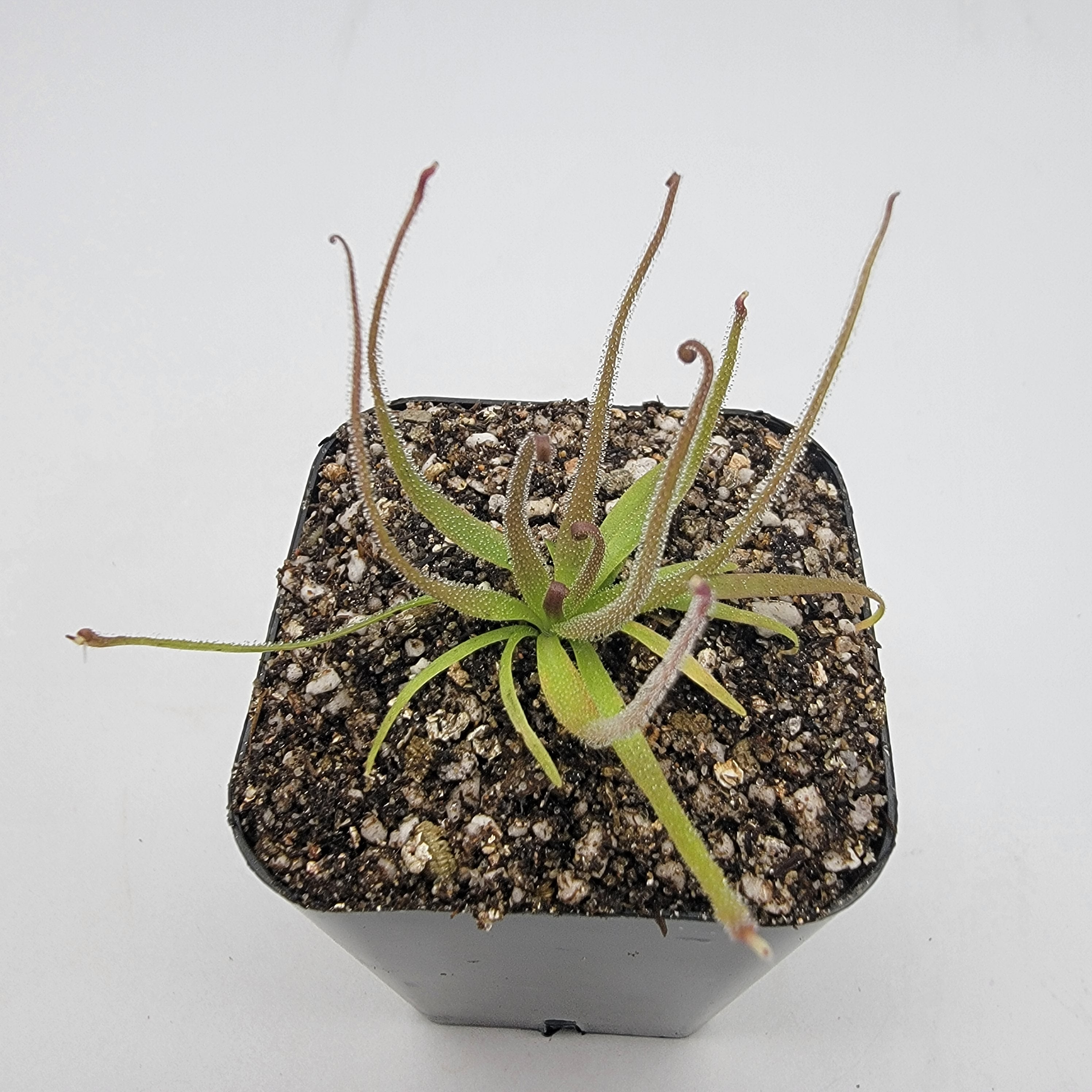 Pinguicula medusina -Butterworts -Rainbow Carnivorous Plants LLC