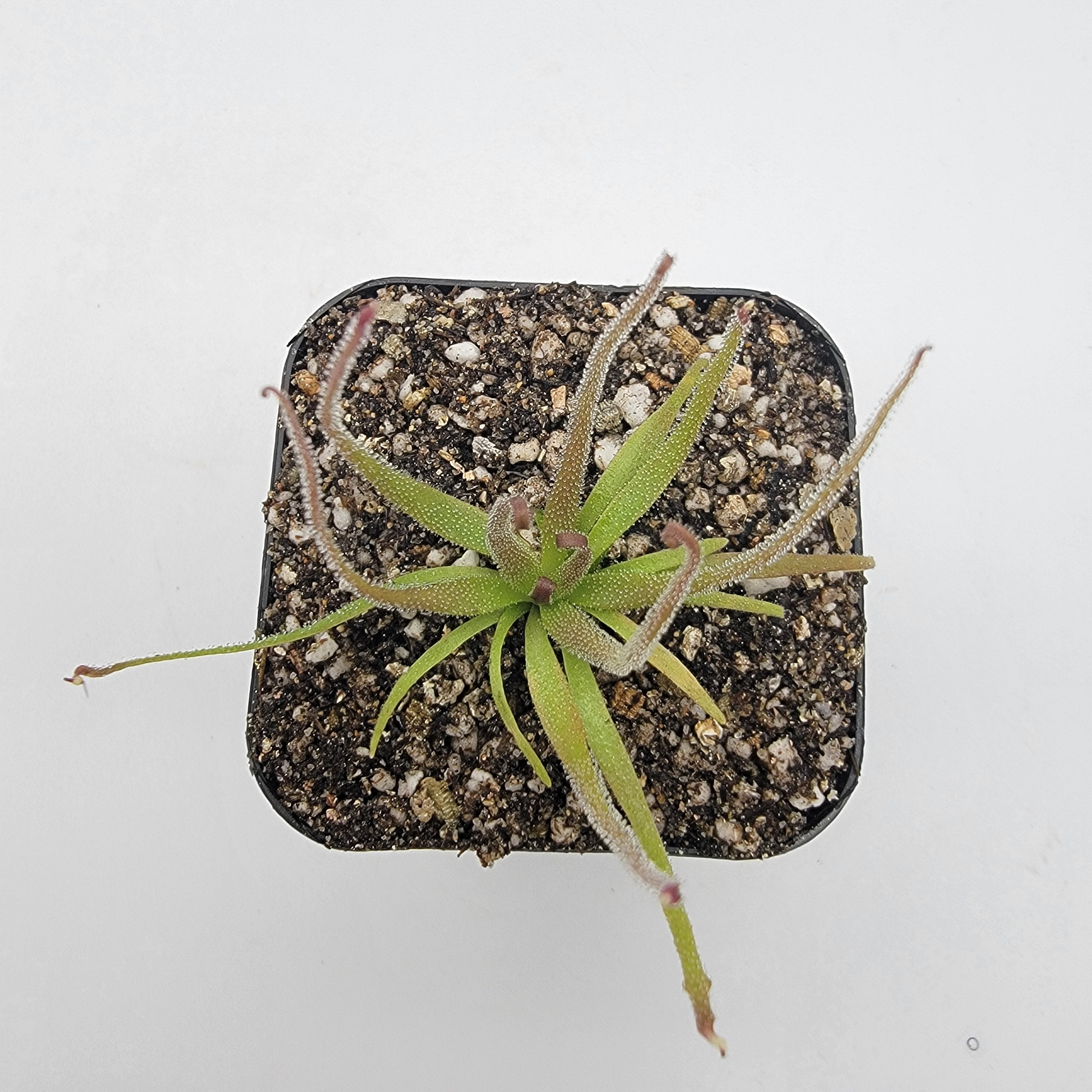 Pinguicula medusina -Butterworts -Rainbow Carnivorous Plants LLC
