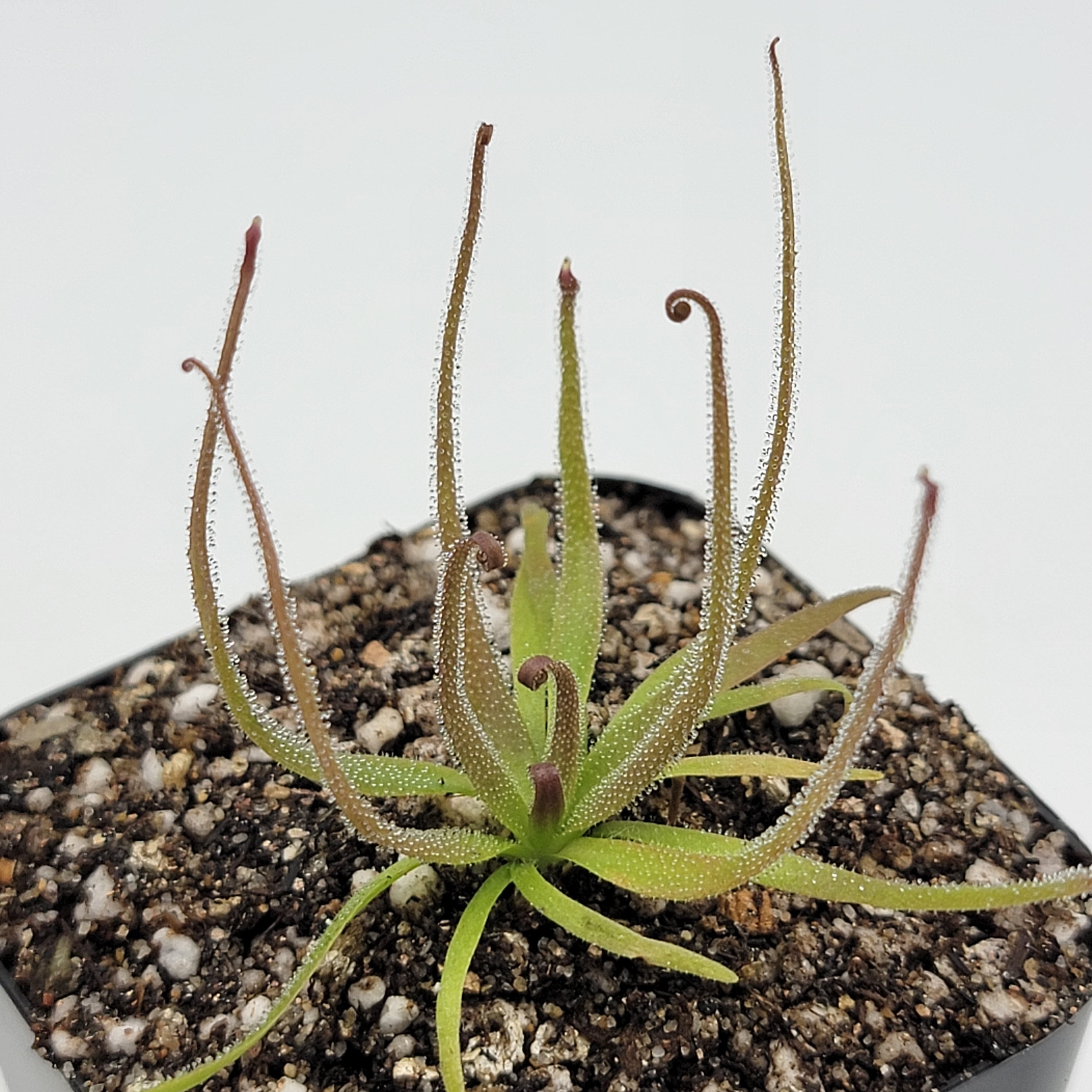 Pinguicula medusina - Rainbow Carnivorous Plants LLC
