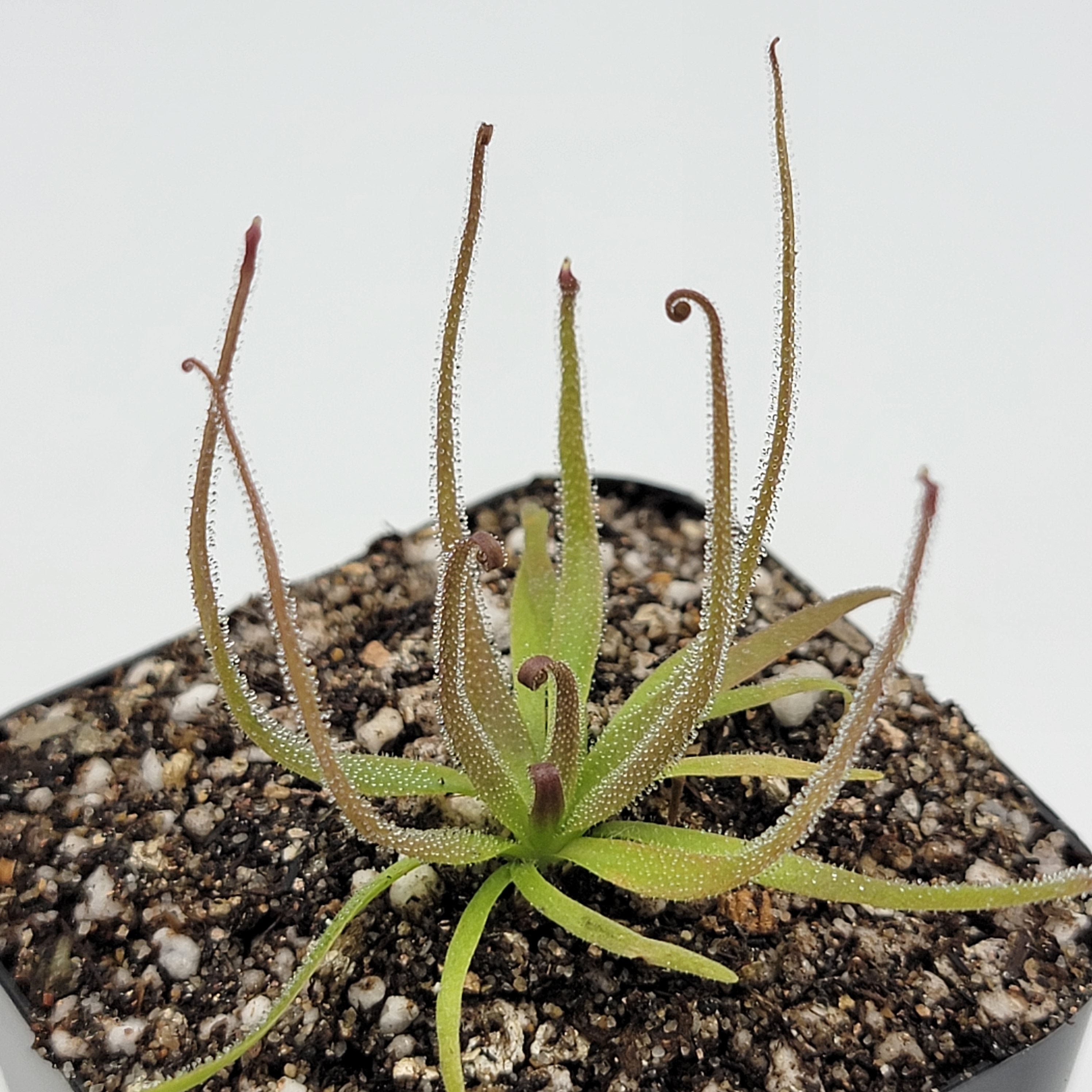 Pinguicula medusina -Butterworts -Rainbow Carnivorous Plants LLC