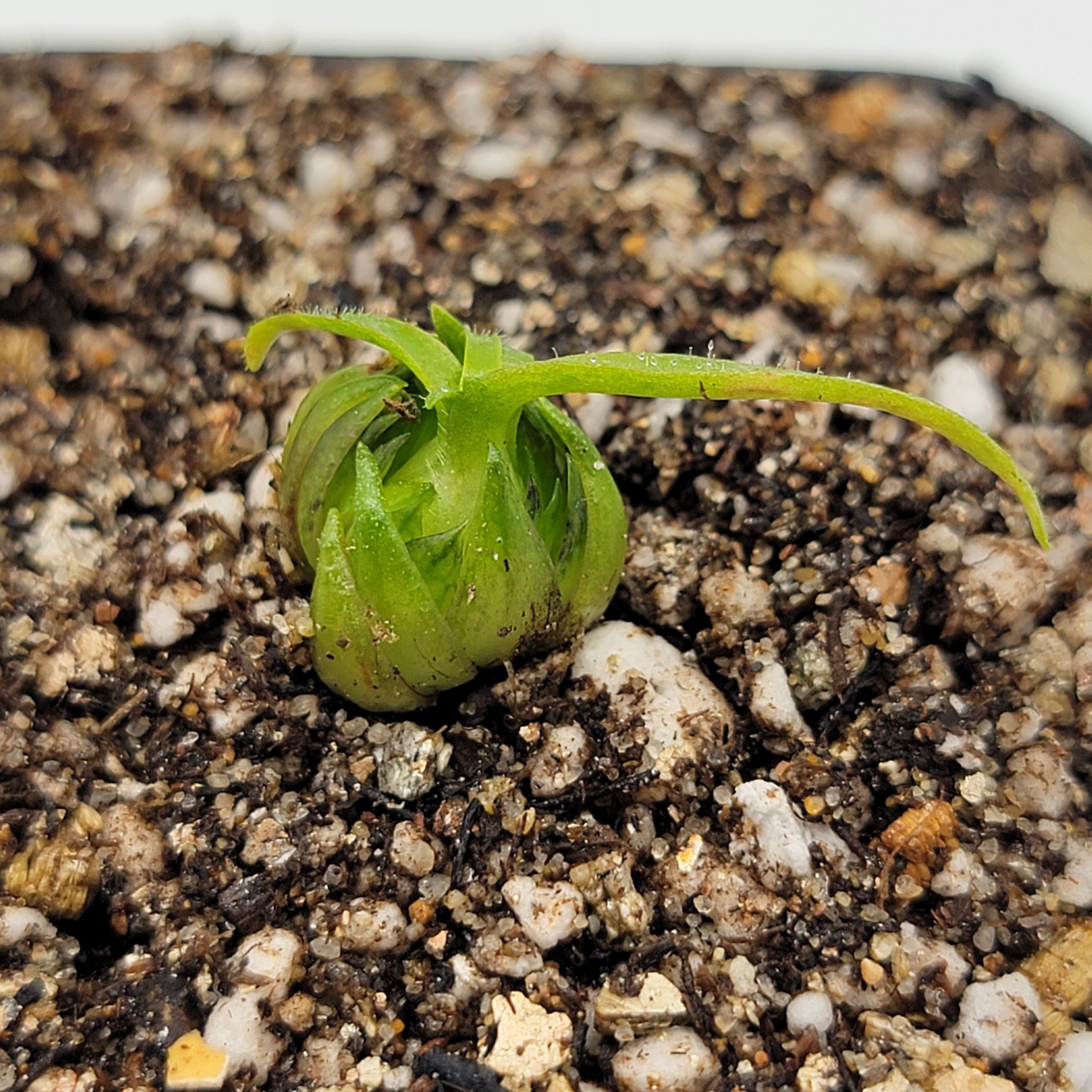 Pinguicula medusina -Butterworts -Rainbow Carnivorous Plants LLC