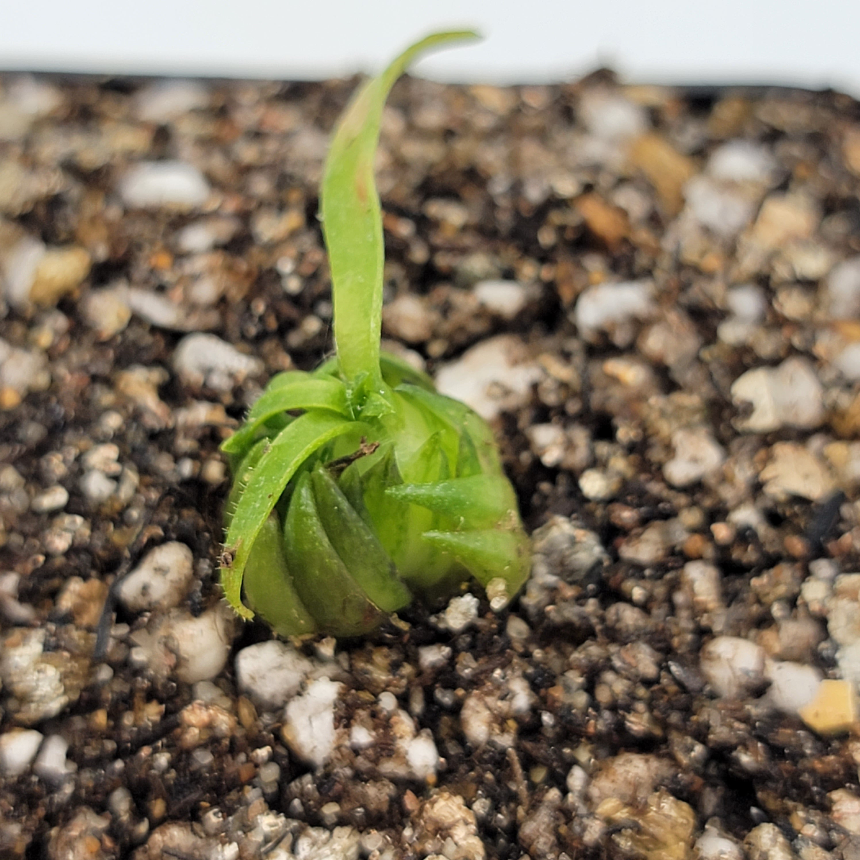 Pinguicula medusina -Butterworts -Rainbow Carnivorous Plants LLC