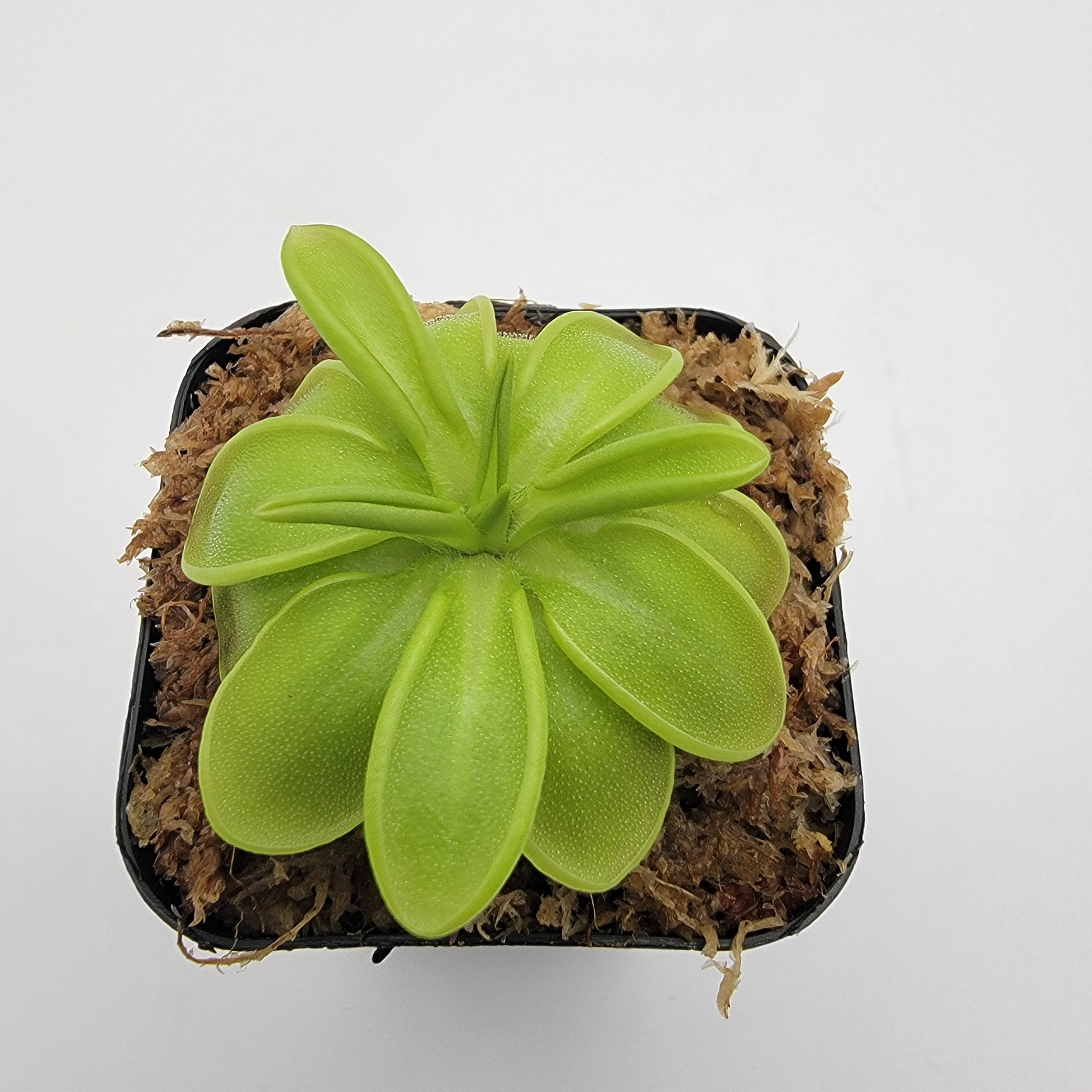 Pinguicula mesophytica {cerro El Pital, Honduras} -Butterworts -Rainbow Carnivorous Plants LLC
