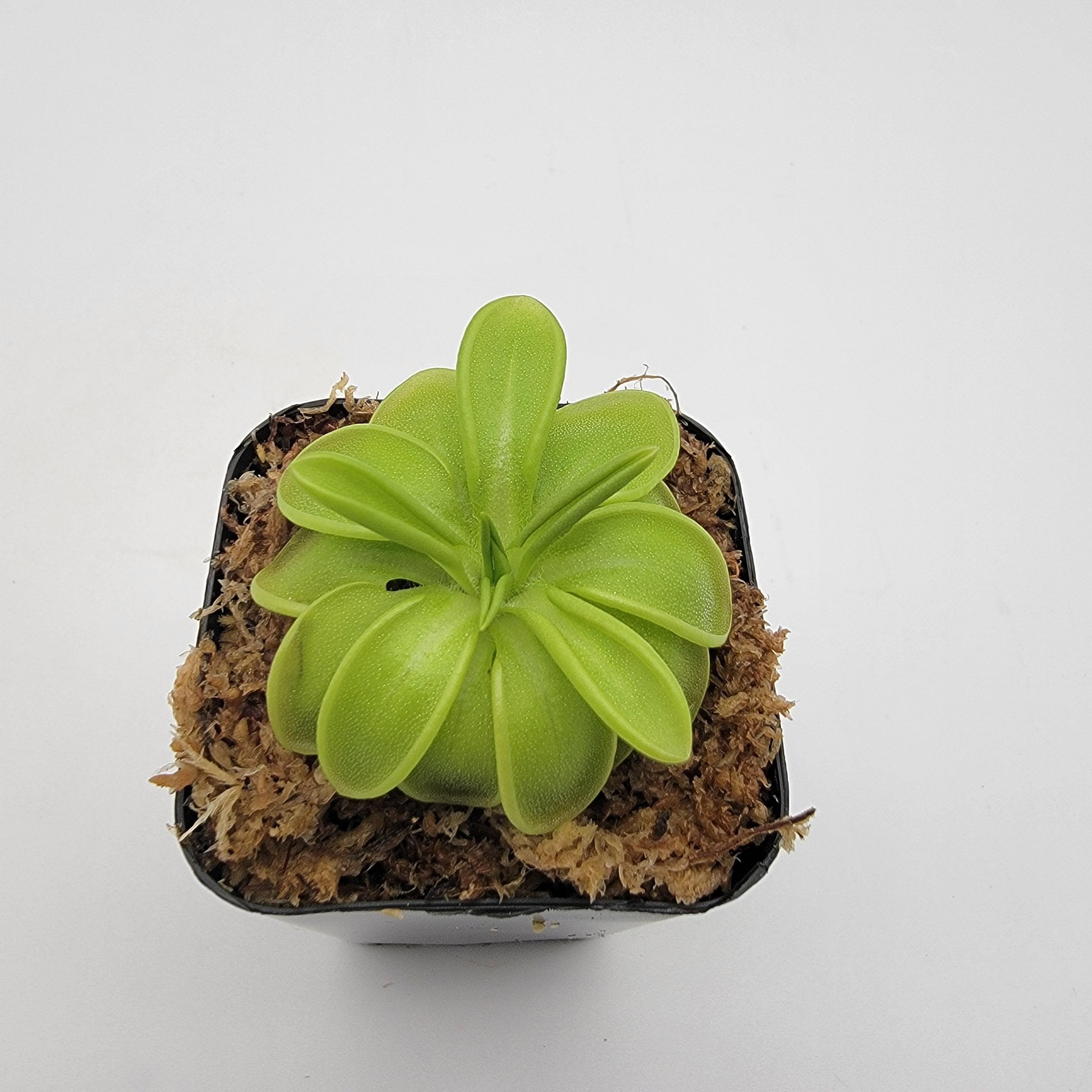 Pinguicula mesophytica {cerro El Pital, Honduras} -Butterworts -Rainbow Carnivorous Plants LLC