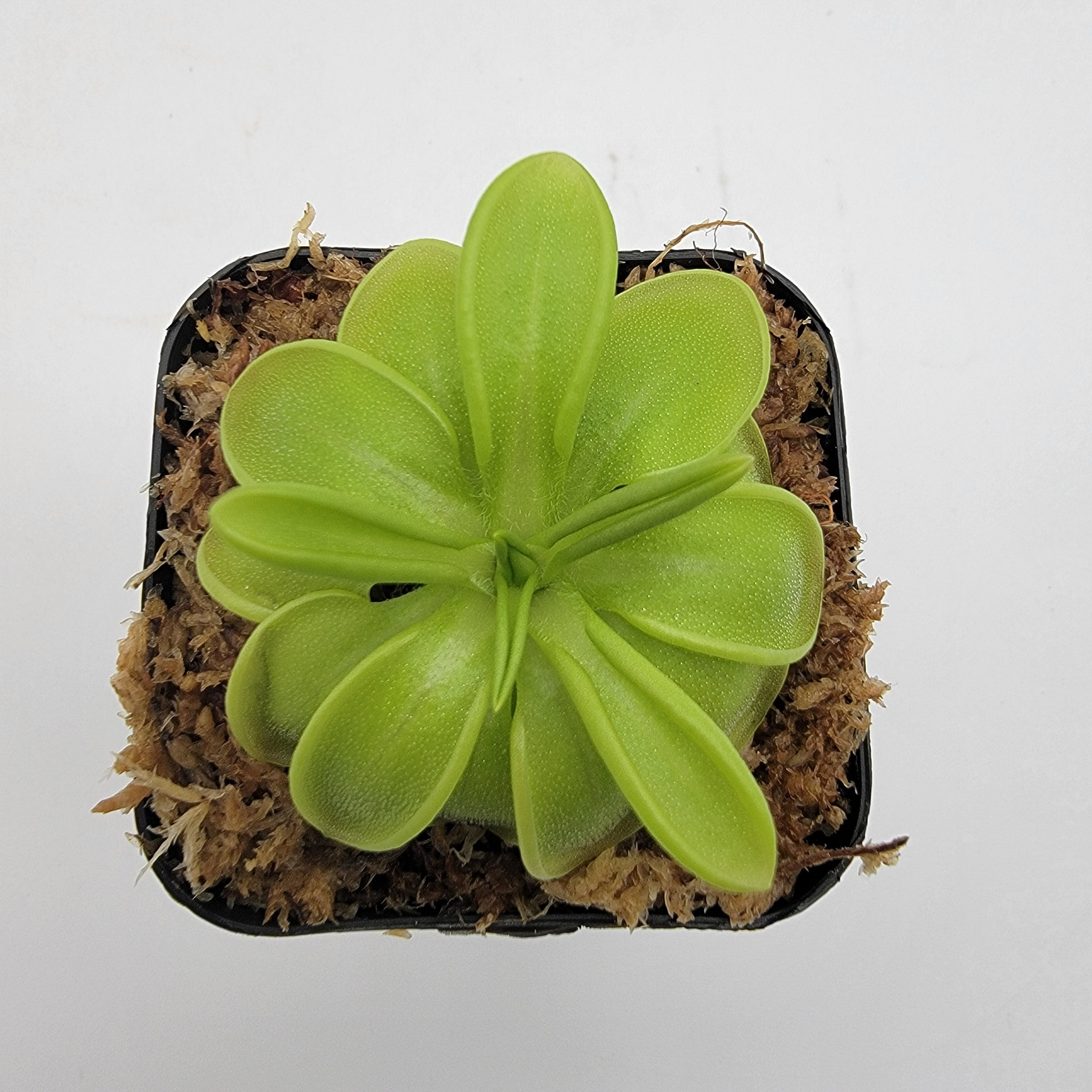 Pinguicula mesophytica {cerro El Pital, Honduras} -Butterworts -Rainbow Carnivorous Plants LLC