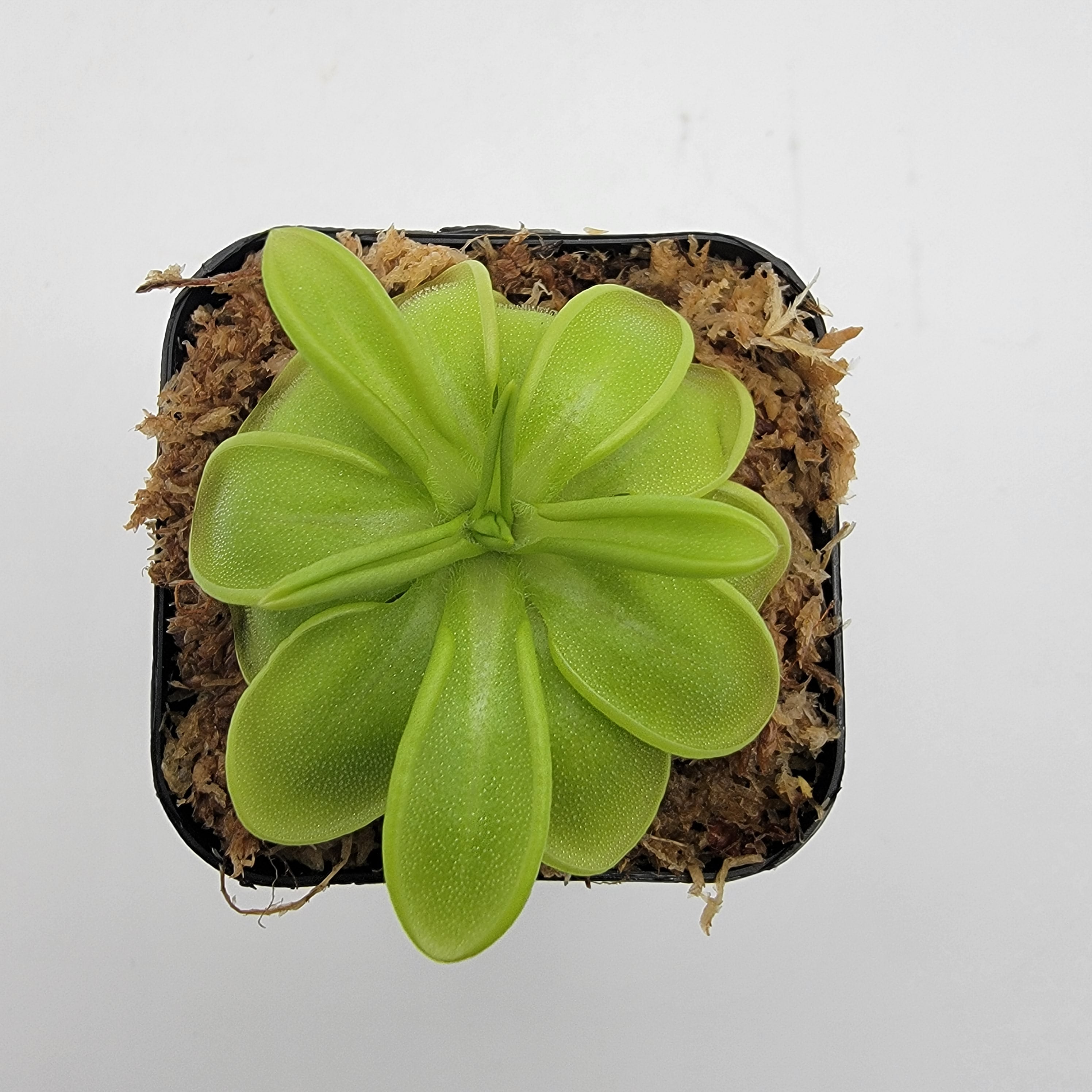 Pinguicula mesophytica {cerro El Pital, Honduras} -Butterworts -Rainbow Carnivorous Plants LLC