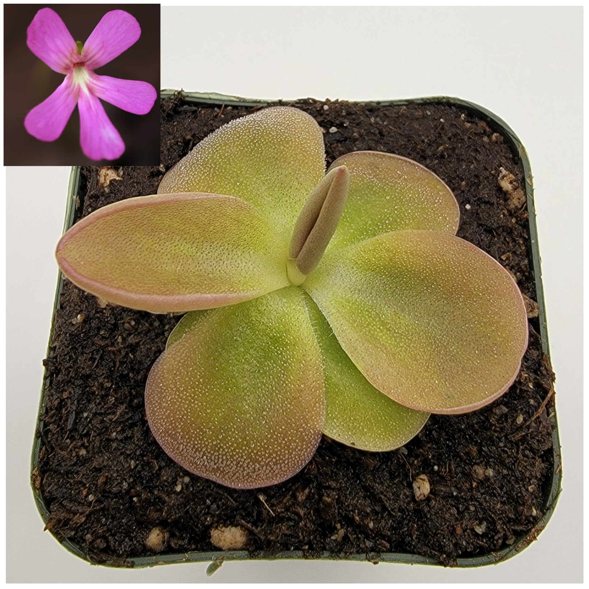 Pinguicula moranensis -Butterworts -Rainbow Carnivorous Plants LLC