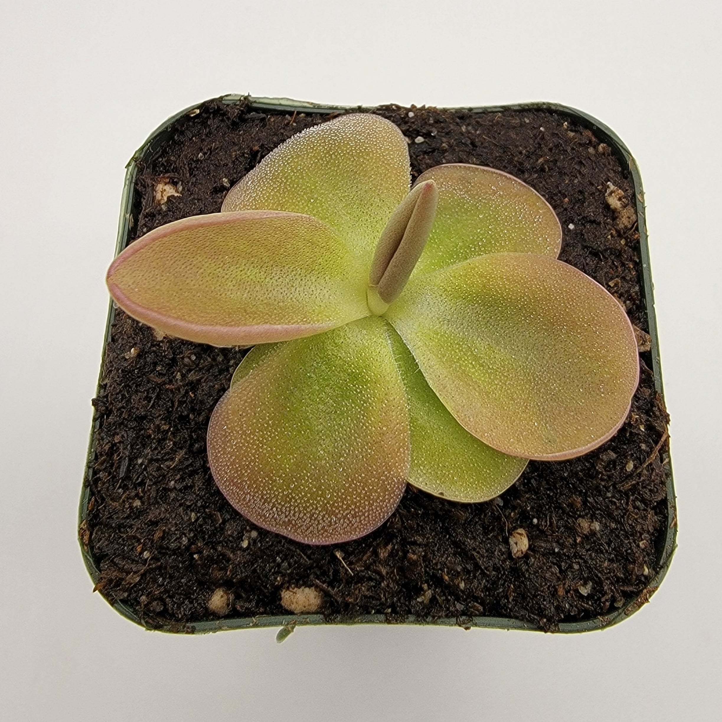 Pinguicula moranensis -Butterworts -Rainbow Carnivorous Plants LLC