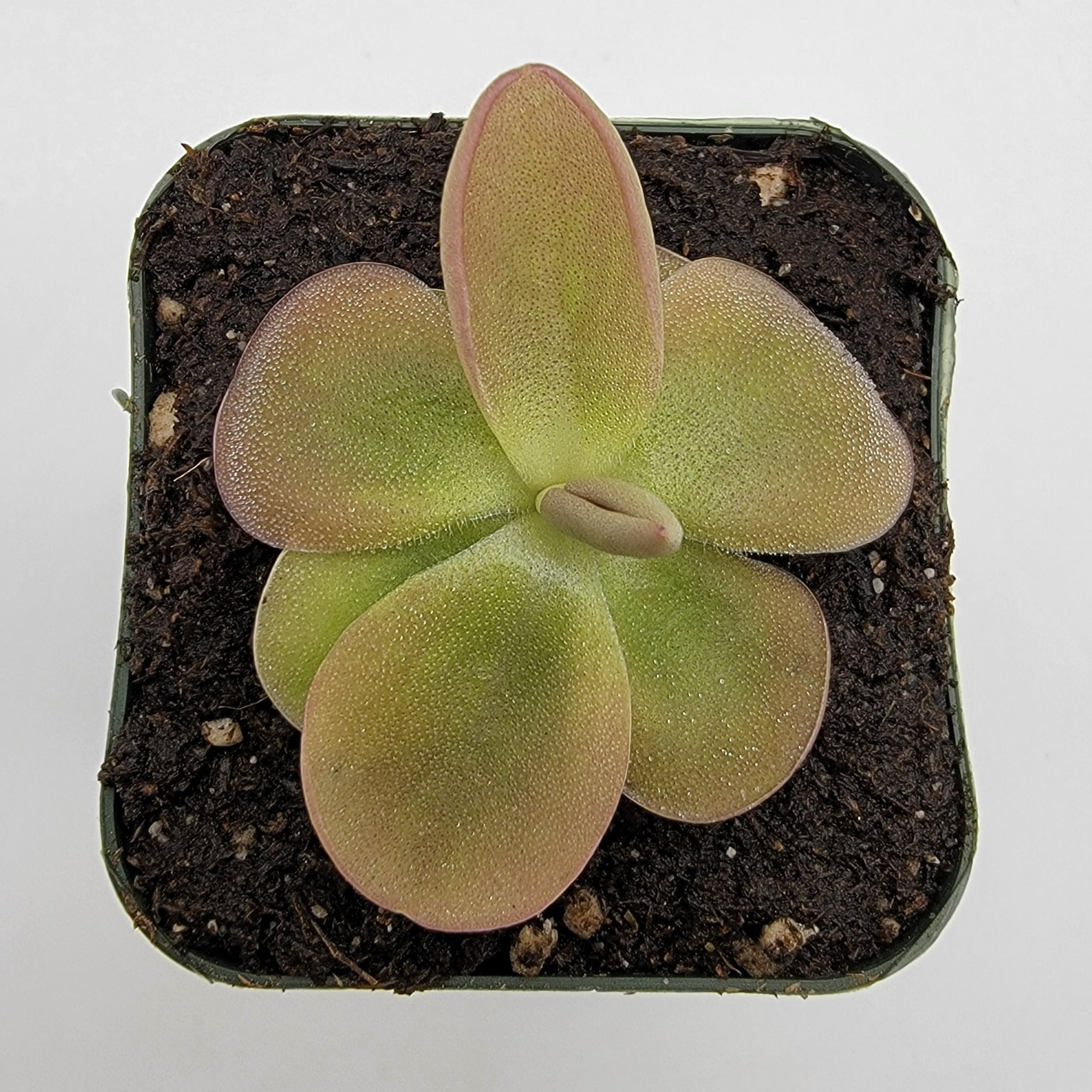 Pinguicula moranensis -Butterworts -Rainbow Carnivorous Plants LLC