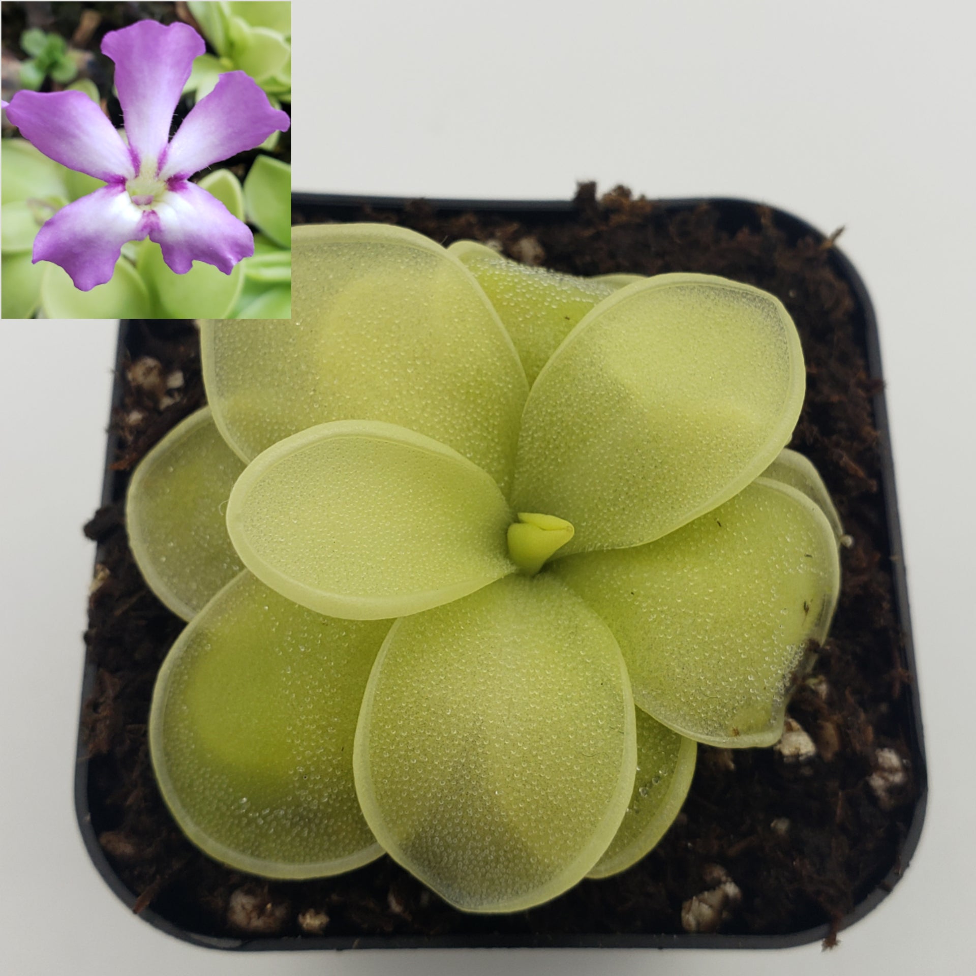 Pinguicula moranensis var. caudata x spec. Guatemala [Fungus gnat catcher]   -Live carnivorous plant- - Rainbow Carnivorous Plants LLC