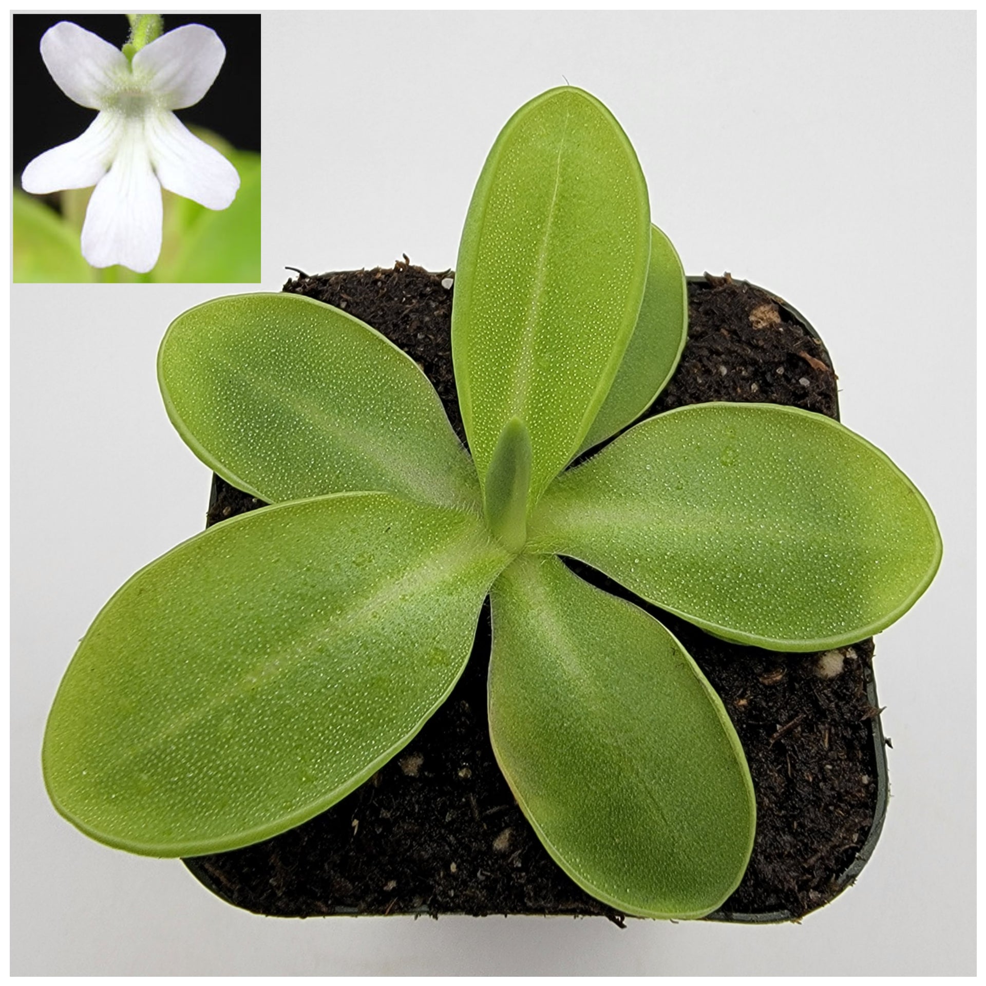 Pinguicula moranensis var. alba -Butterworts -Rainbow Carnivorous Plants LLC