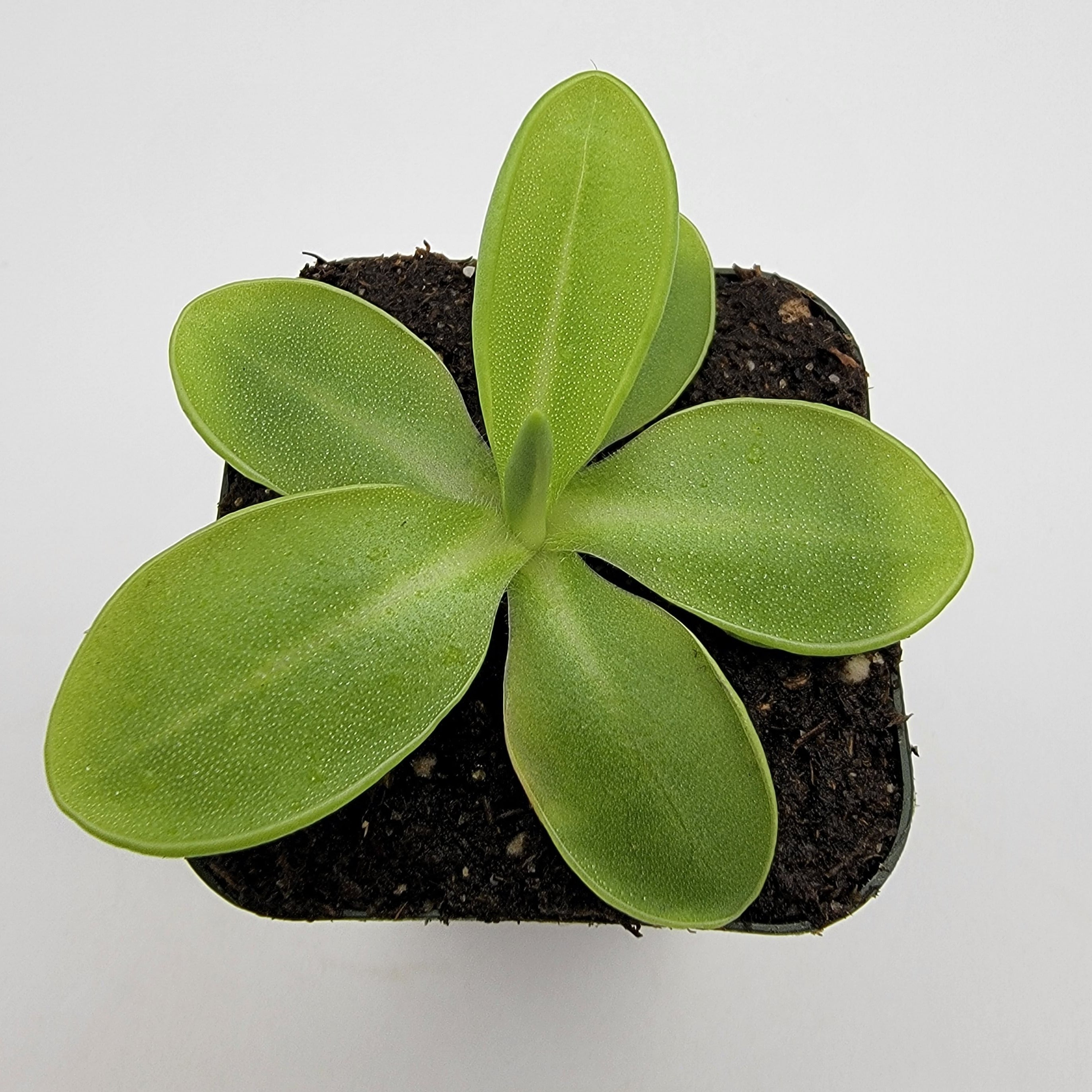 Pinguicula moranensis var. alba -Butterworts -Rainbow Carnivorous Plants LLC