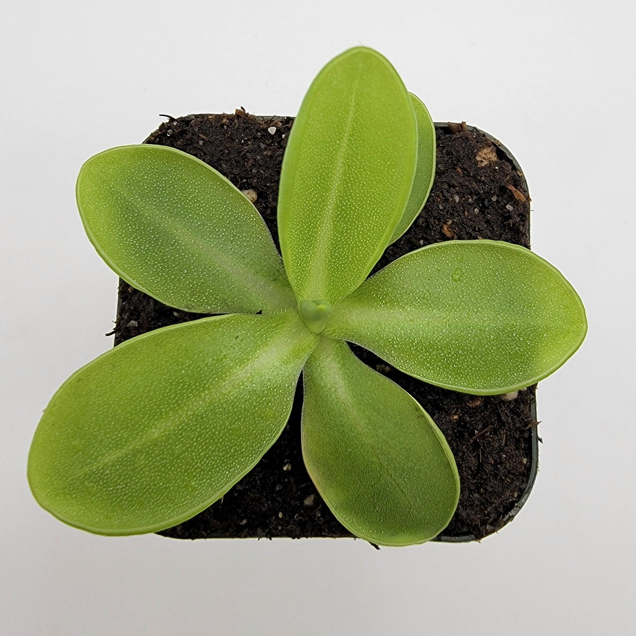 Pinguicula moranensis var. alba -Butterworts -Rainbow Carnivorous Plants LLC