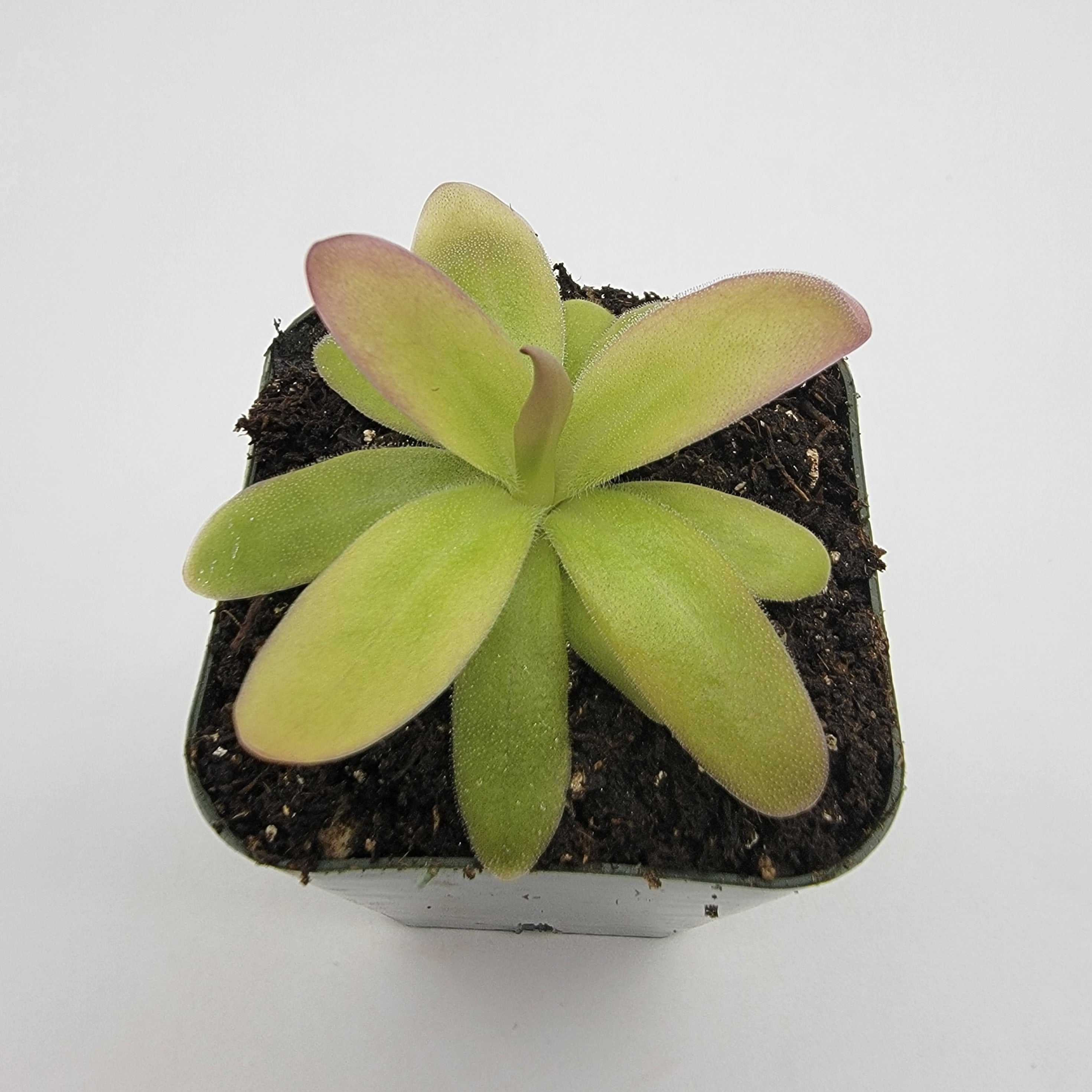 Pinguicula moranensis var. roseii -Butterworts -Rainbow Carnivorous Plants LLC